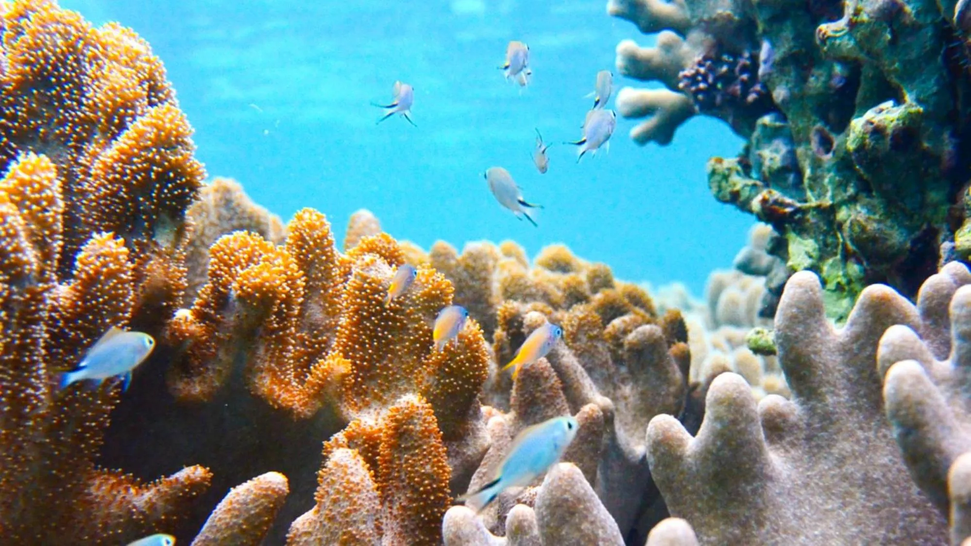 Beach in Hotel Sunset ZANPA