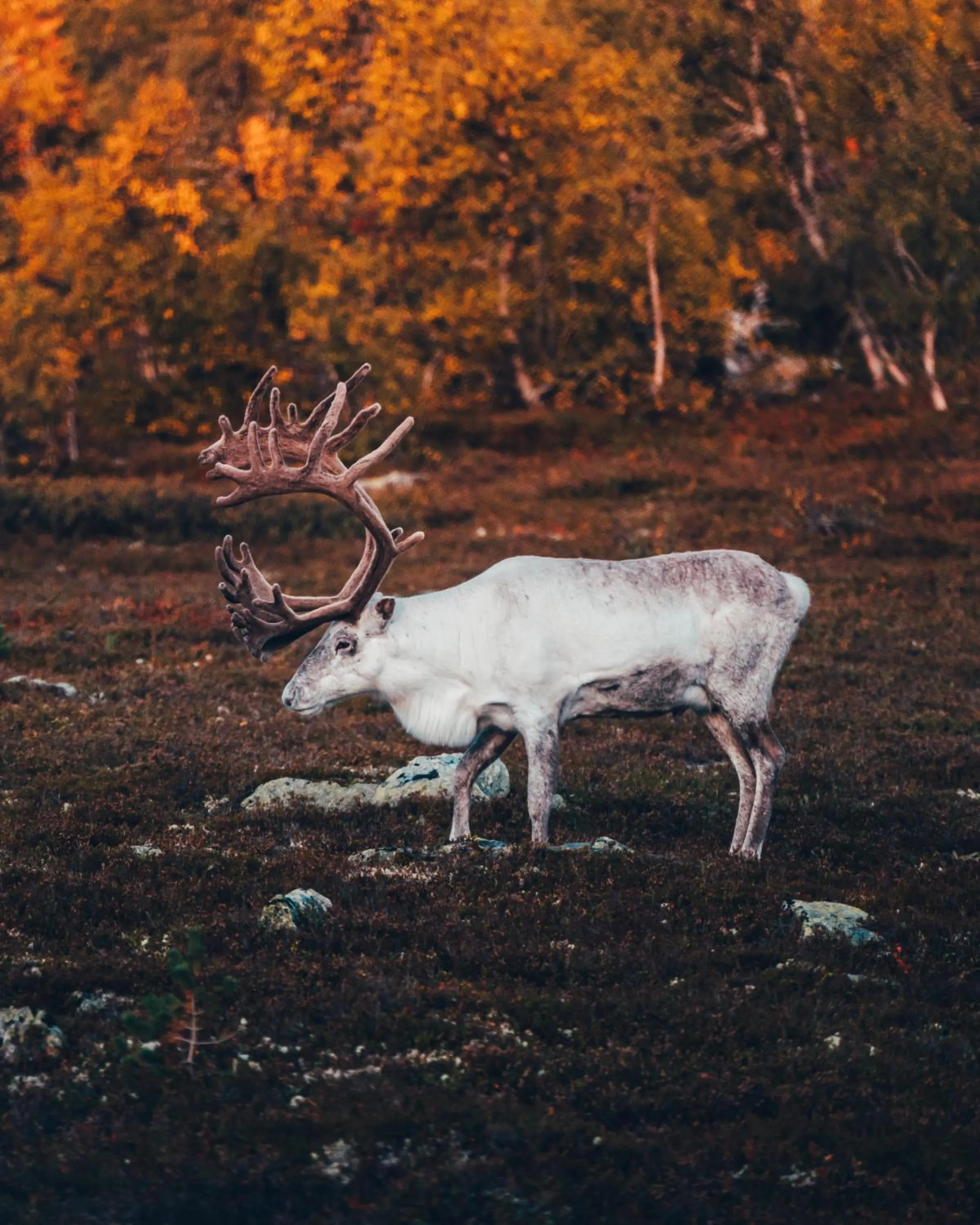 Natural landscape in Lövåsgårdens Fjällhotell