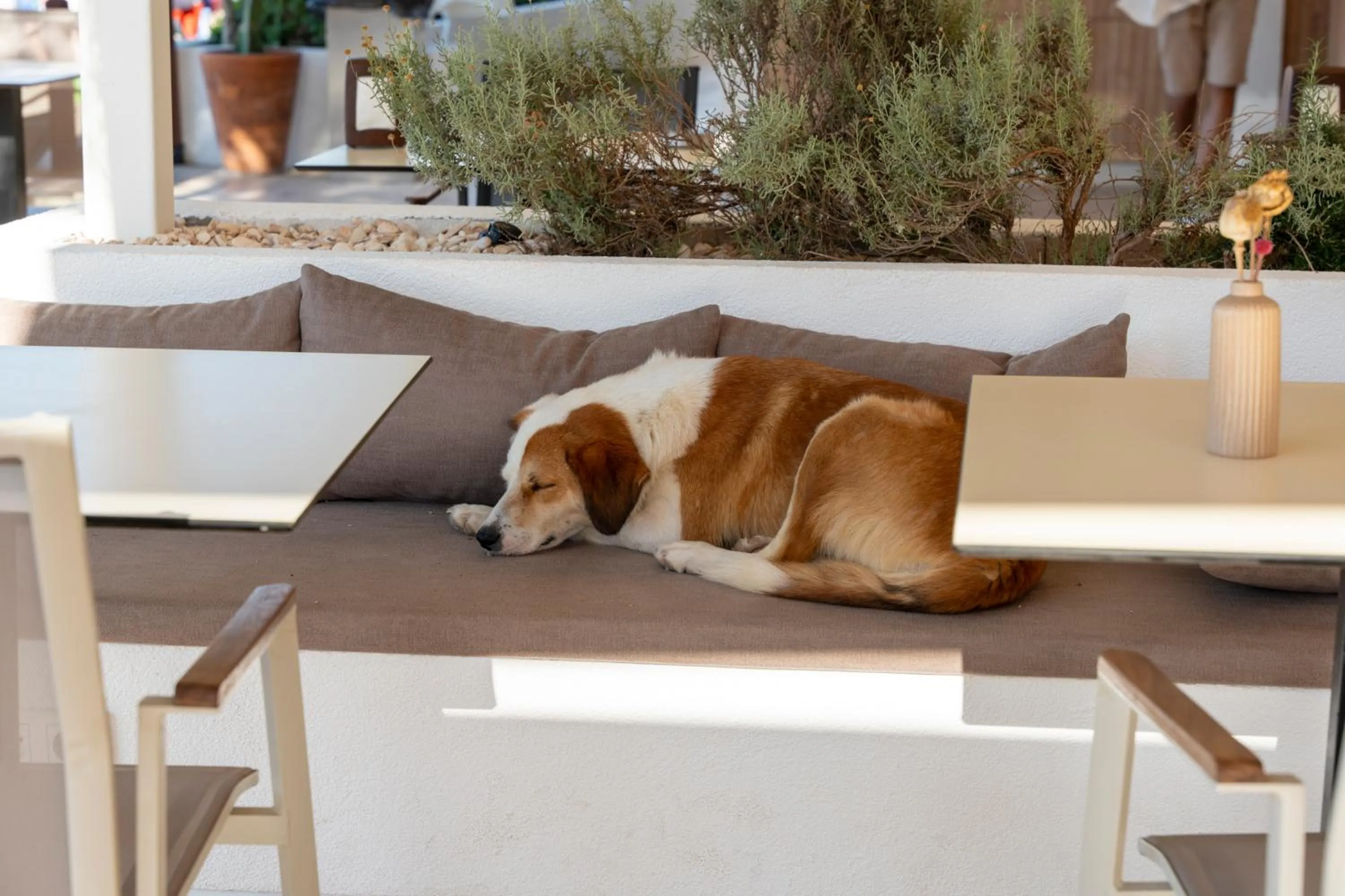 Pets in Daphnis Hotel