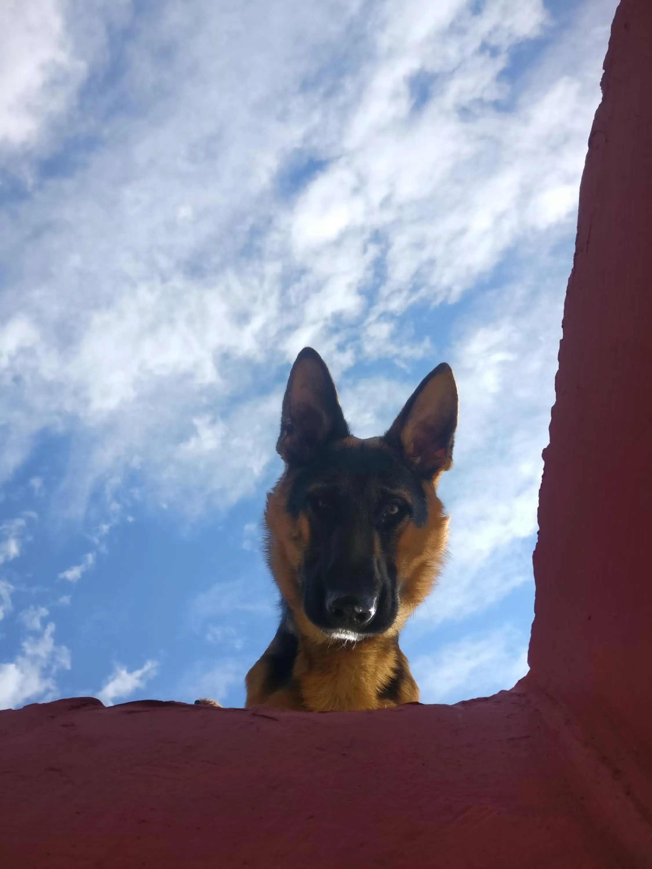 Pets in Flipsyde Retreat