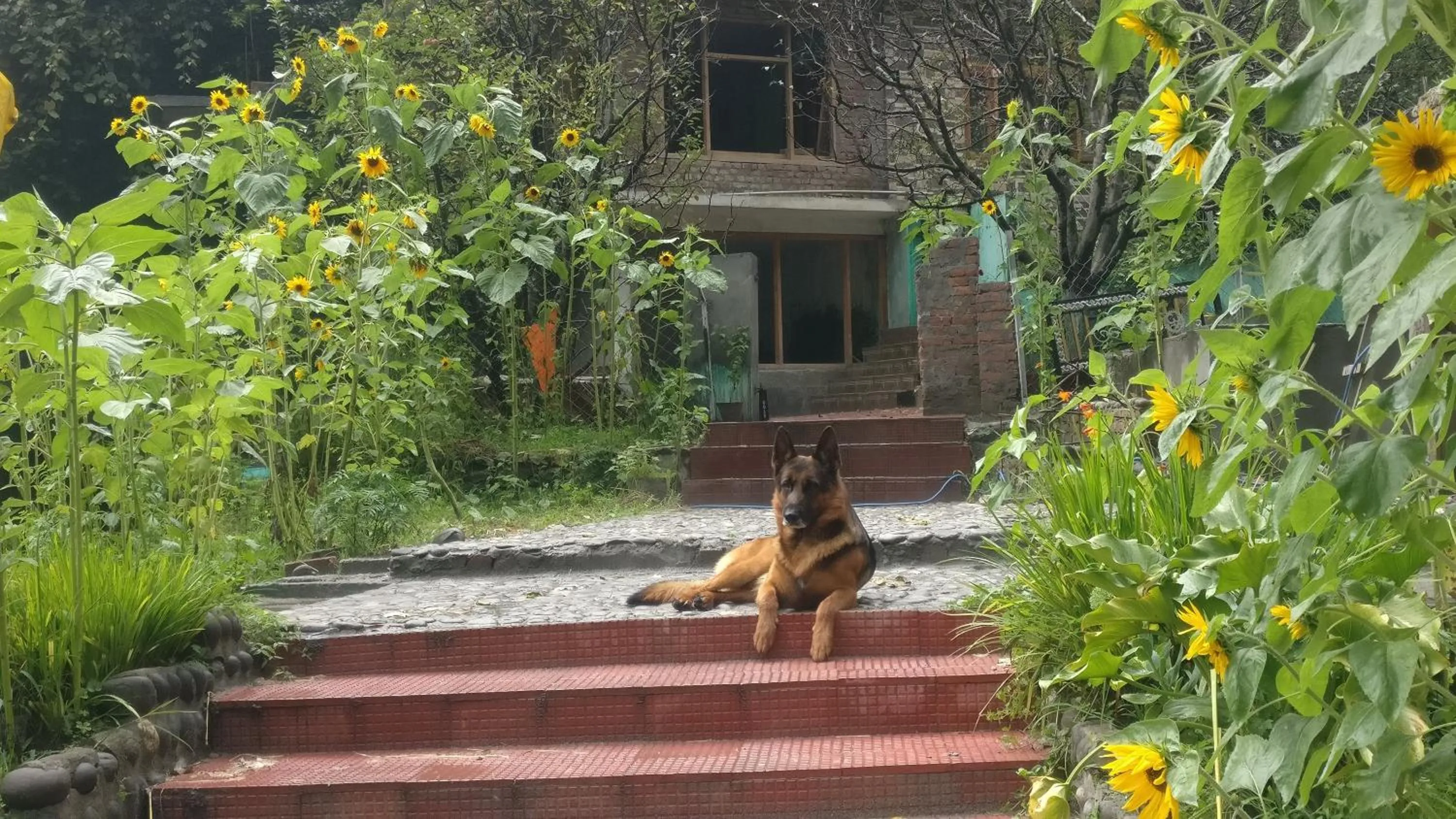 Pets in Flipsyde Retreat