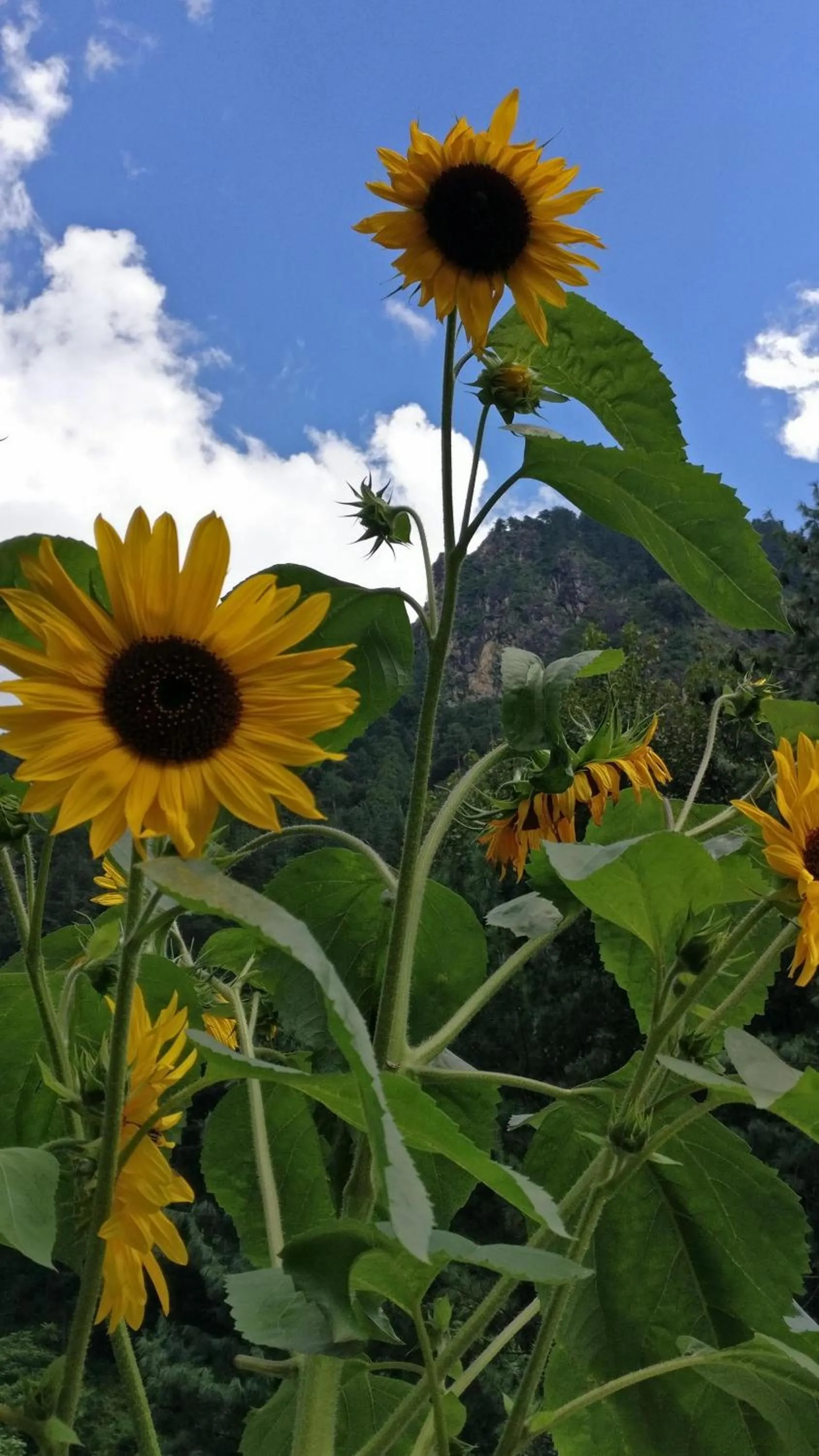 Garden view in Flipsyde Retreat