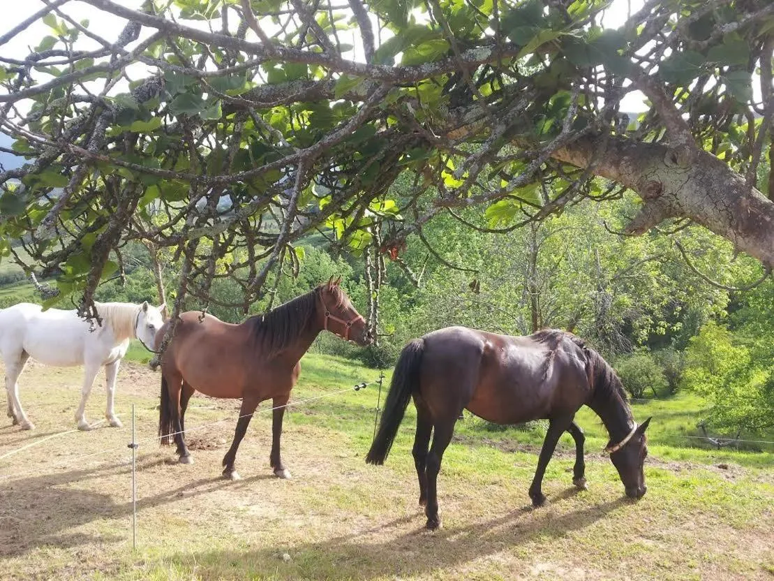 Area and facilities in Hotel Rural El Espino