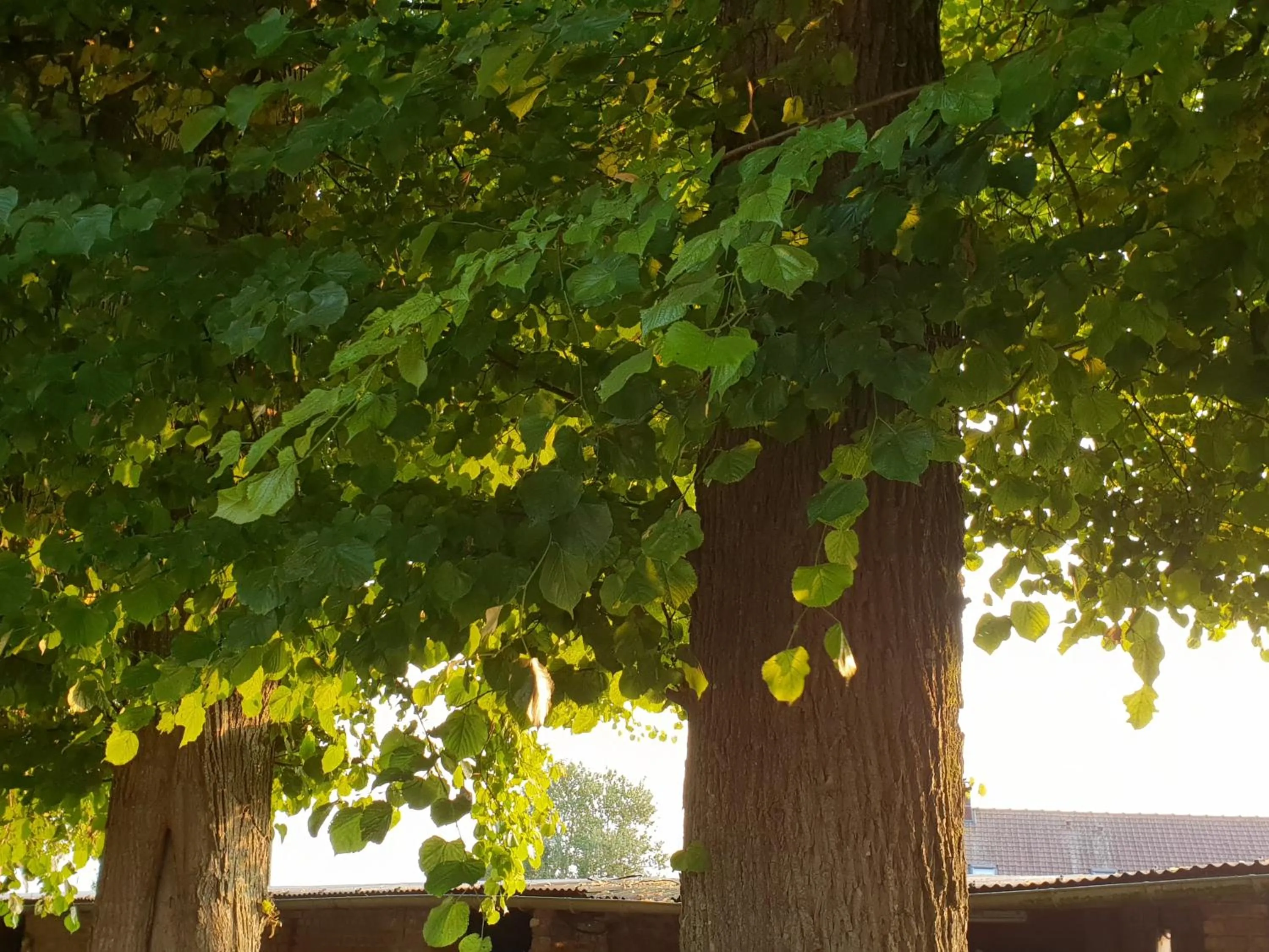 Property building in La Tilia