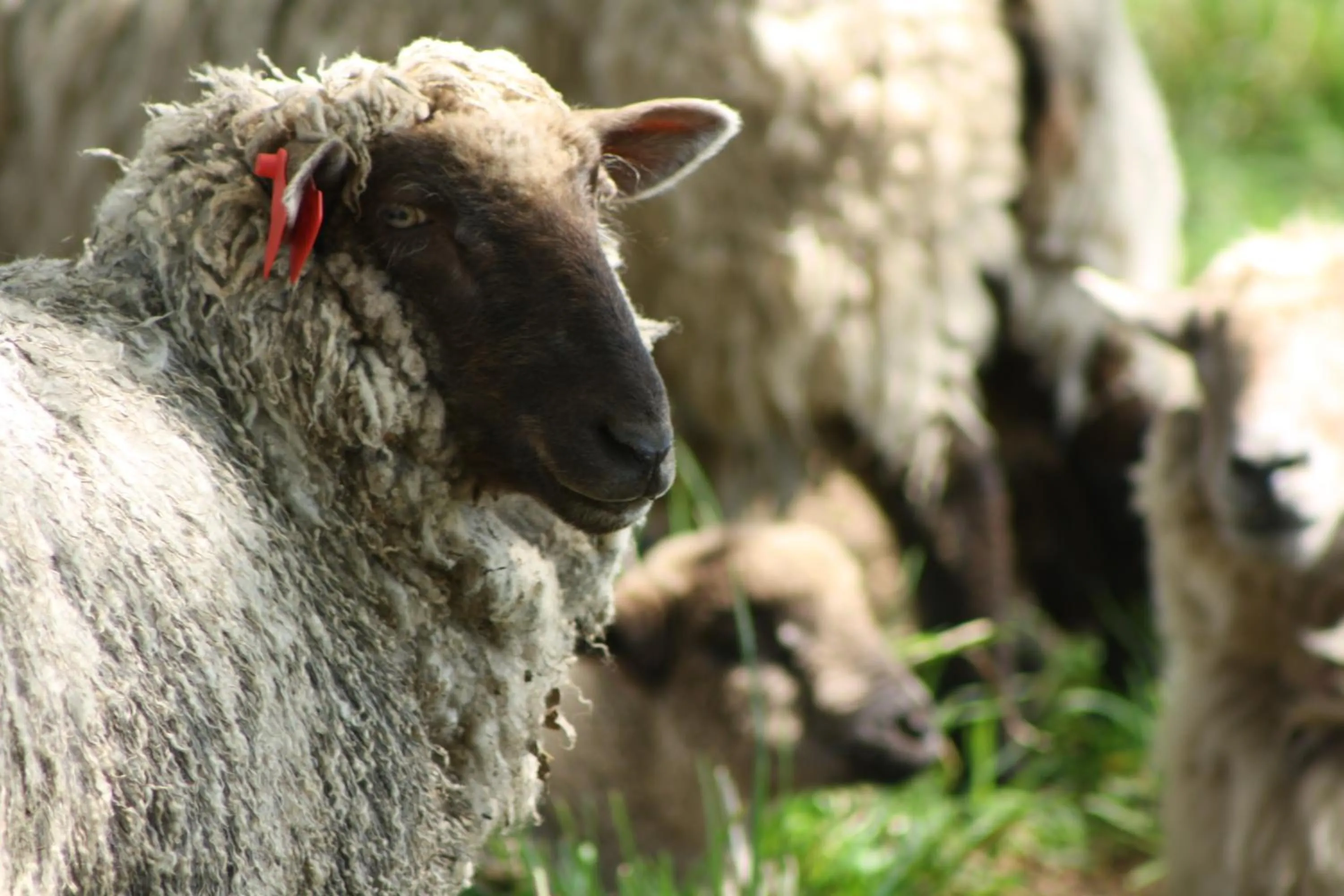 Hotel Serenade de Franz Schubert