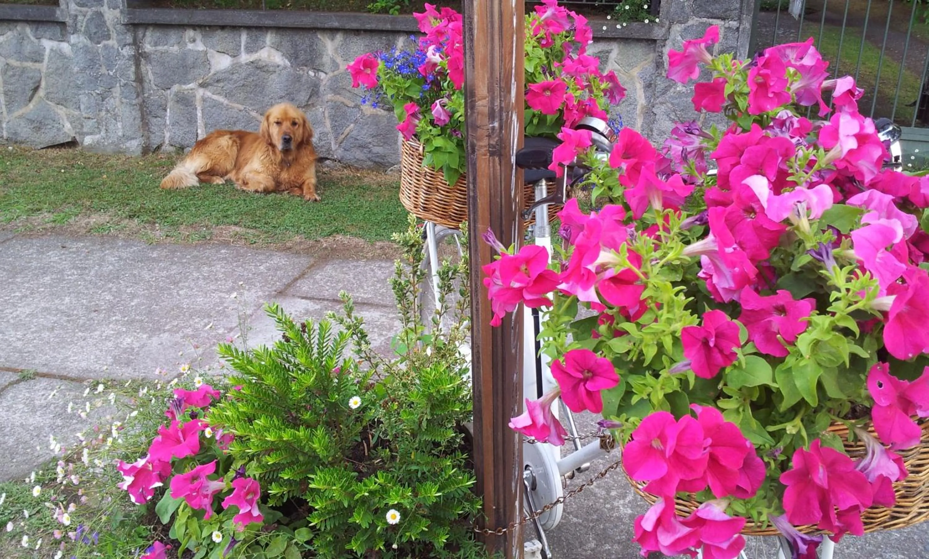 Hotel Serenade de Franz Schubert