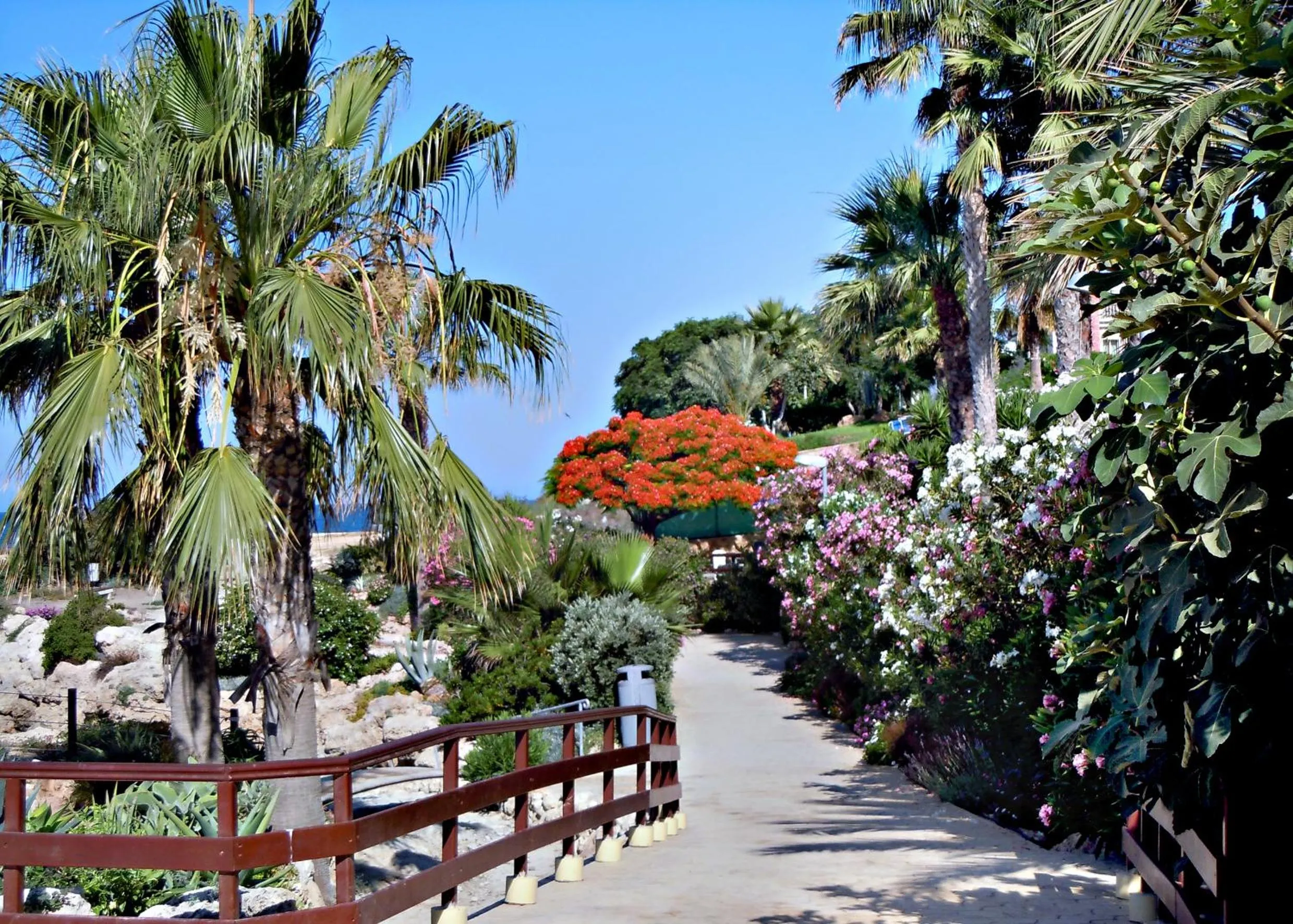 Garden in Rododafni Beach Apartments