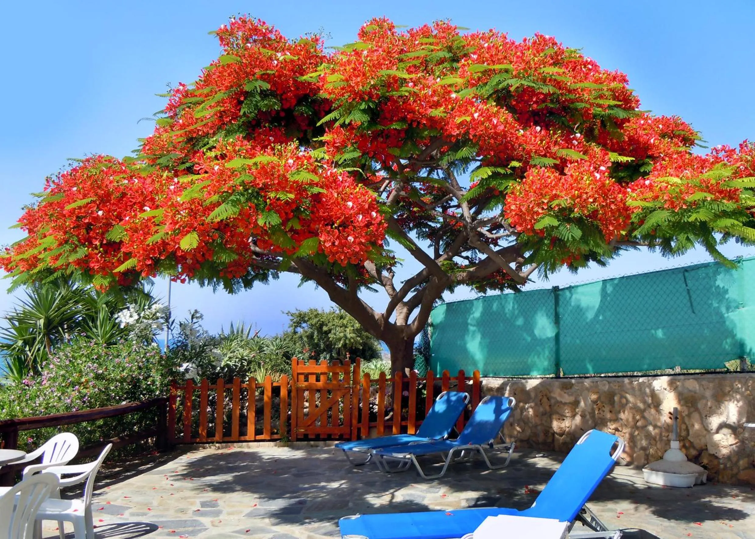 Garden in Rododafni Beach Apartments