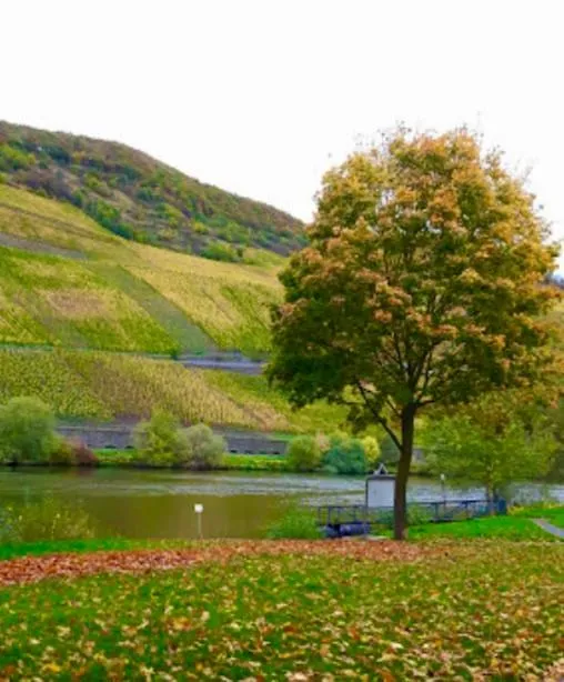 Hotel Krone Riesling