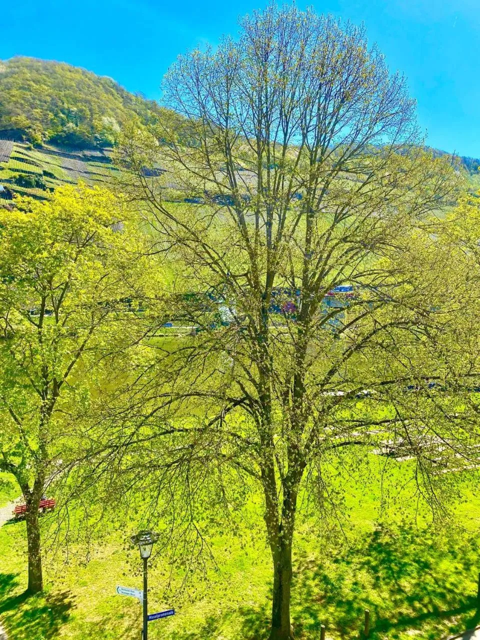 Hotel Krone Riesling