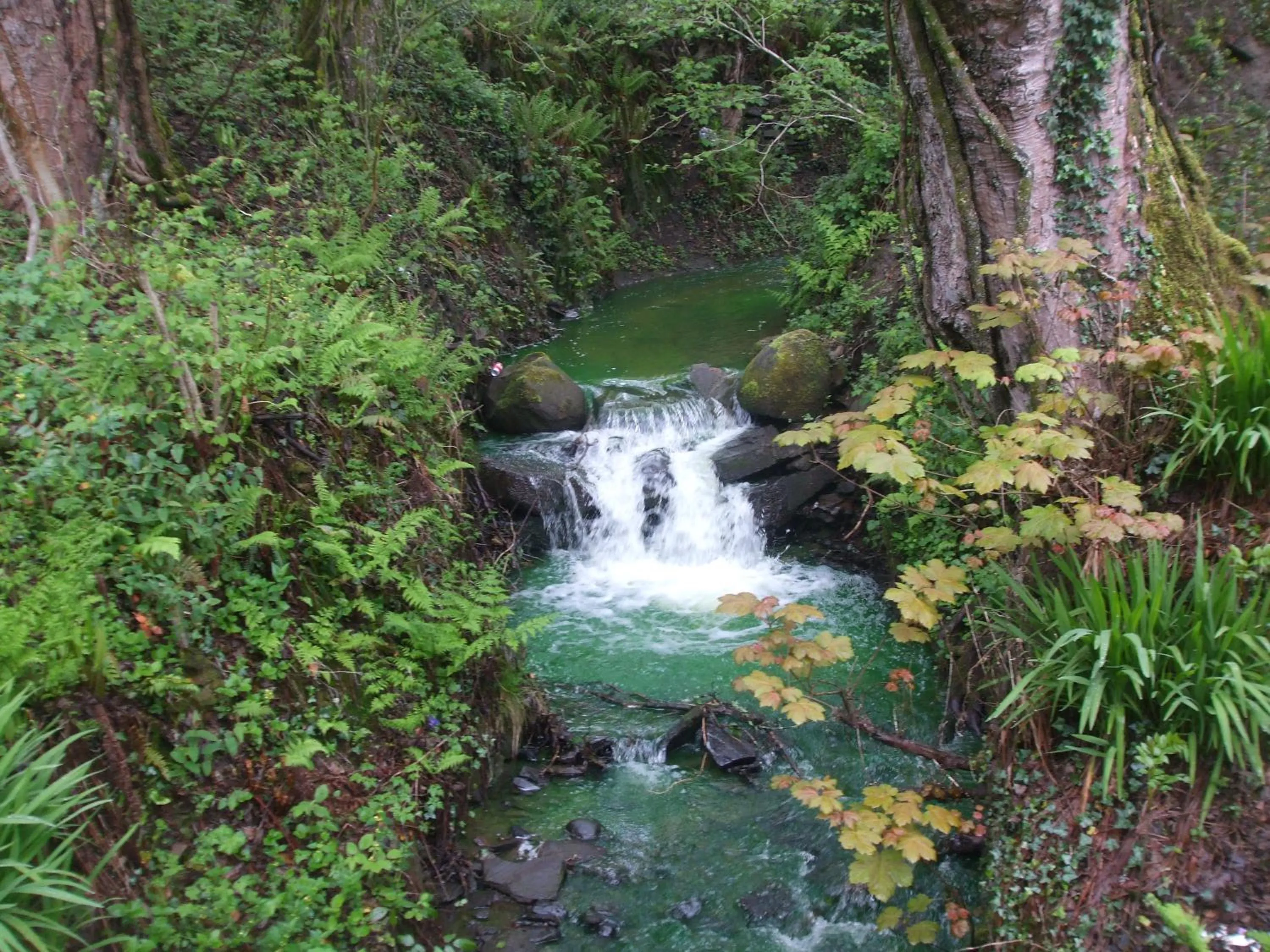 Natural landscape in Cwmbach Guest House