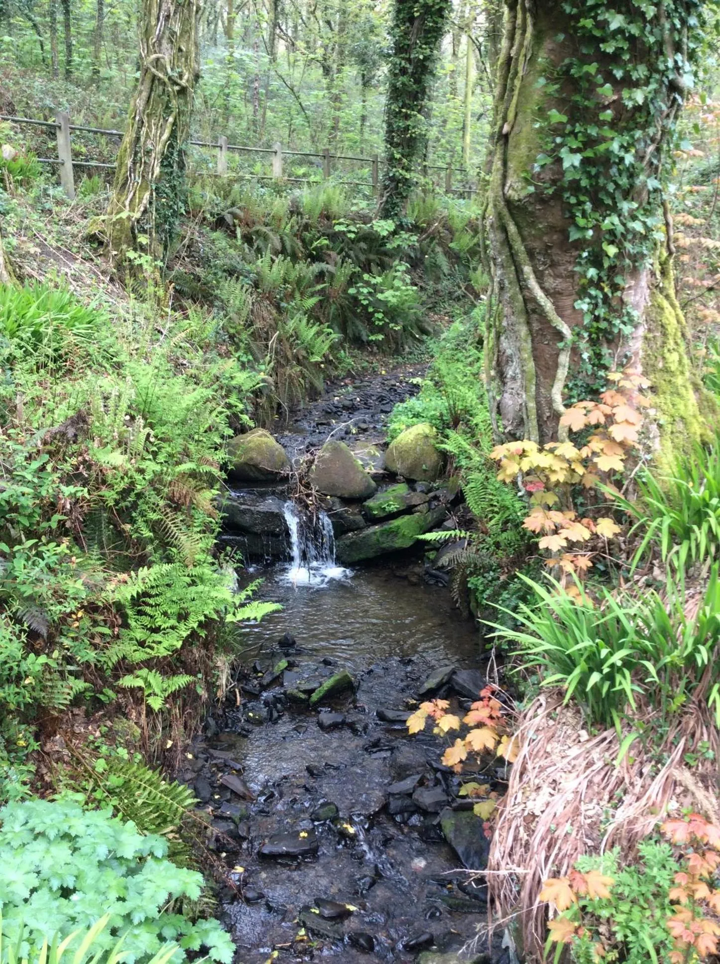 Natural landscape in Cwmbach Guest House