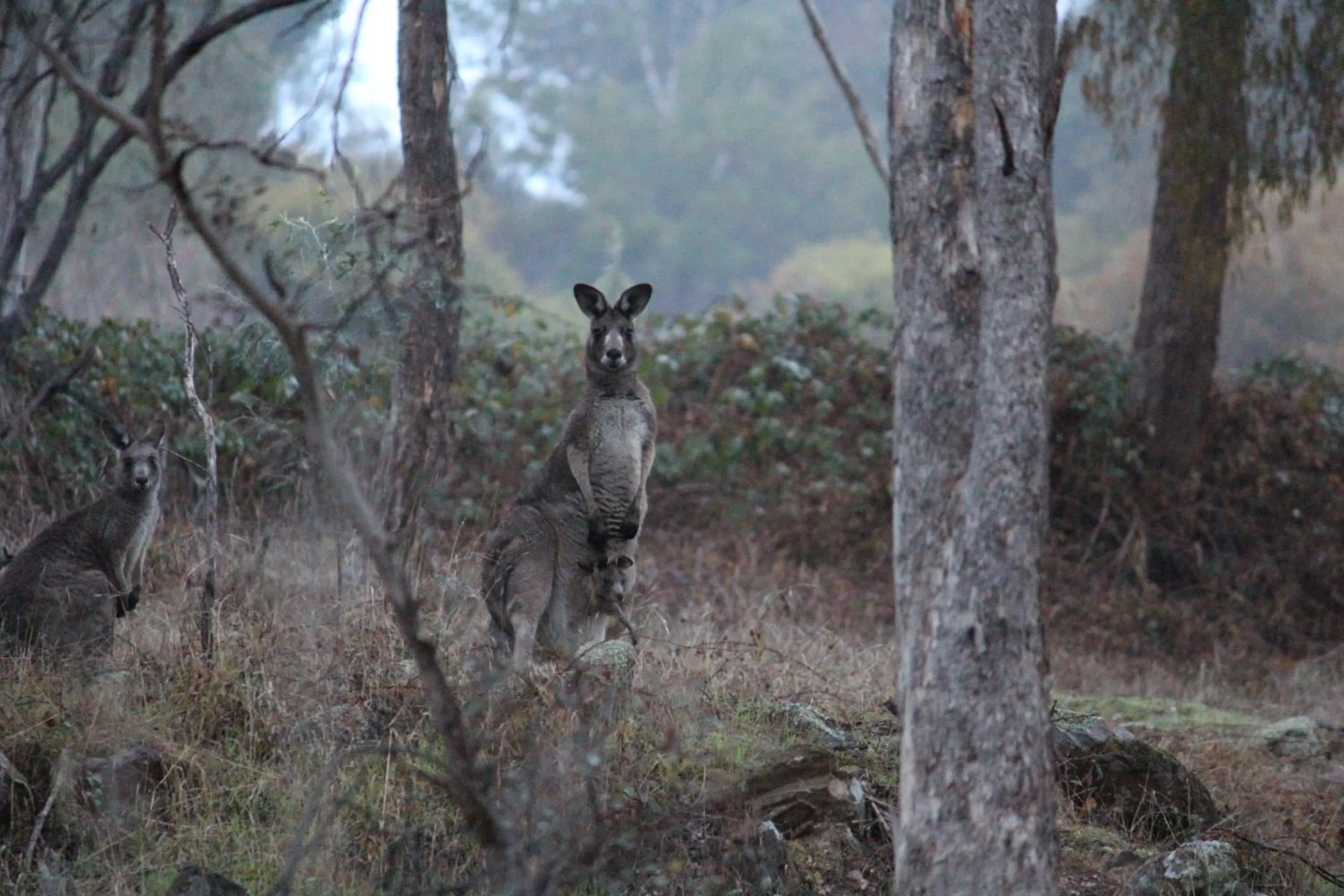 Natural landscape in Blue Cliffs Retreat