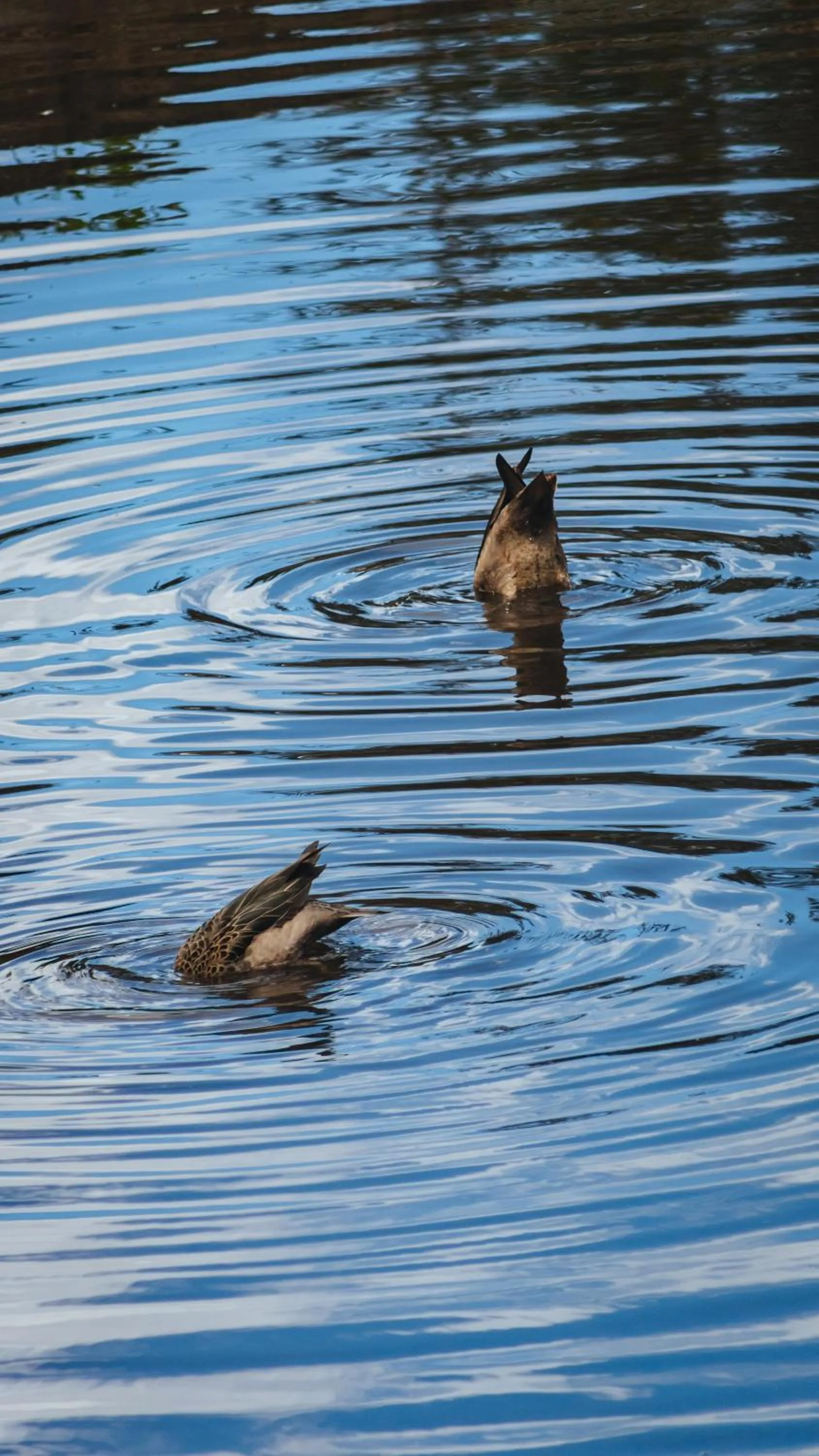 Natural landscape in Hacienda Hostería Dos Chorreras