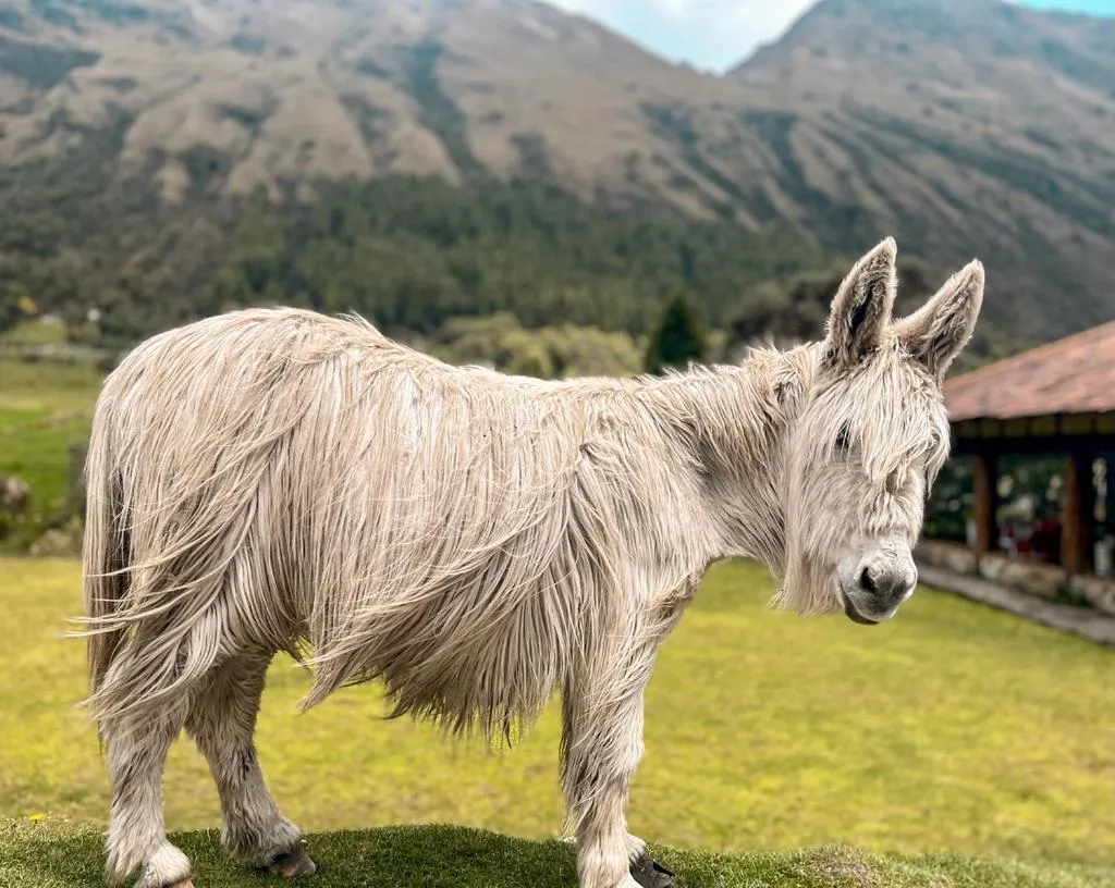 Animals in Hacienda Hostería Dos Chorreras