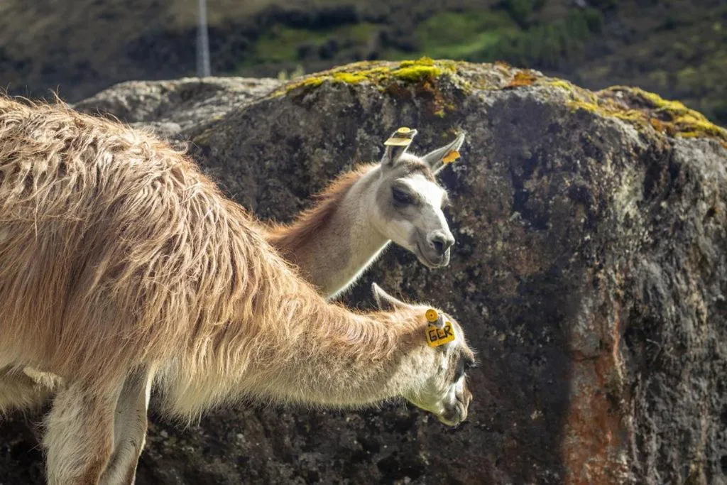 Animals in Hacienda Hostería Dos Chorreras