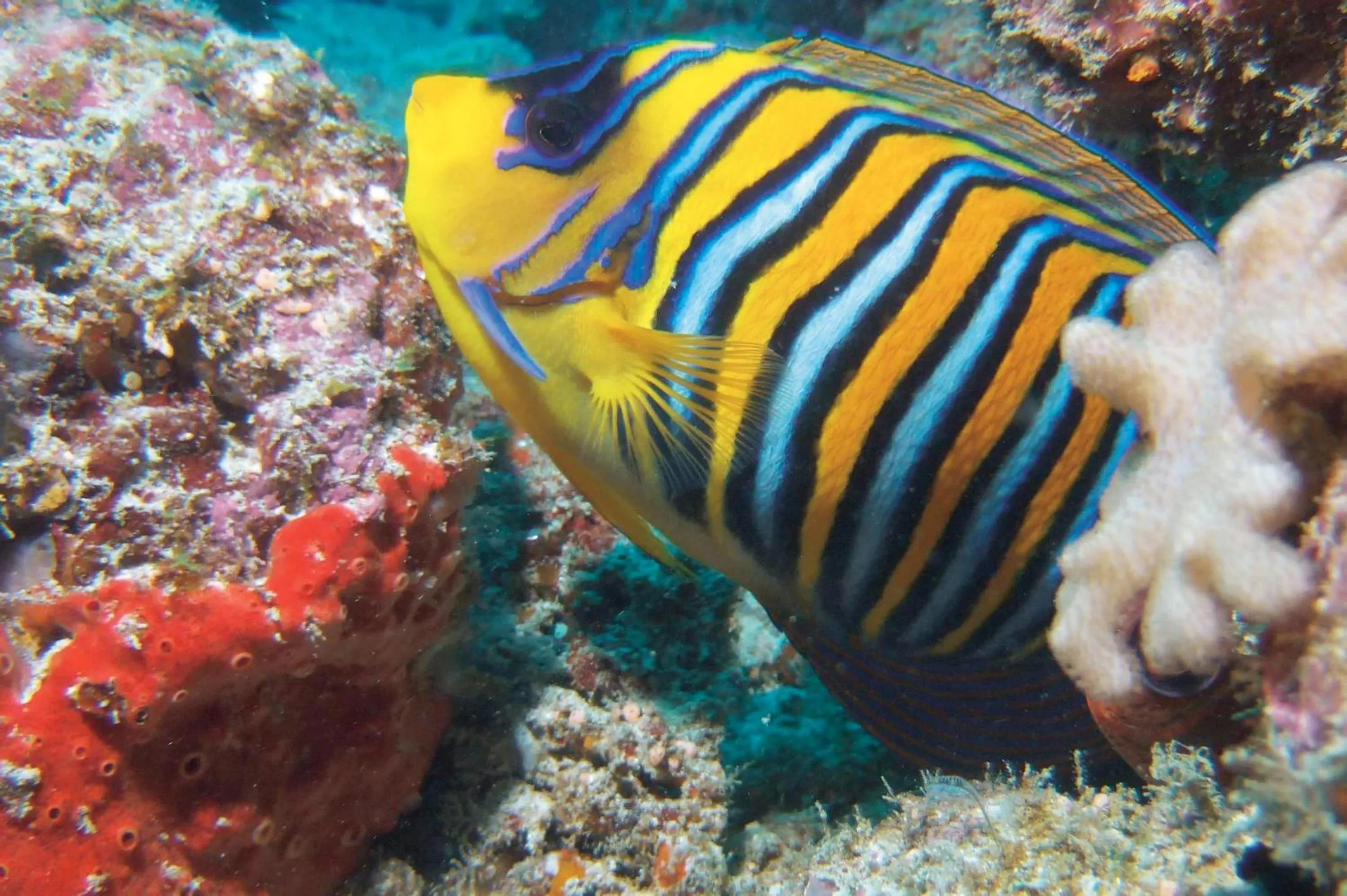 Animals in Constance Tsarabanjina - All Inclusive