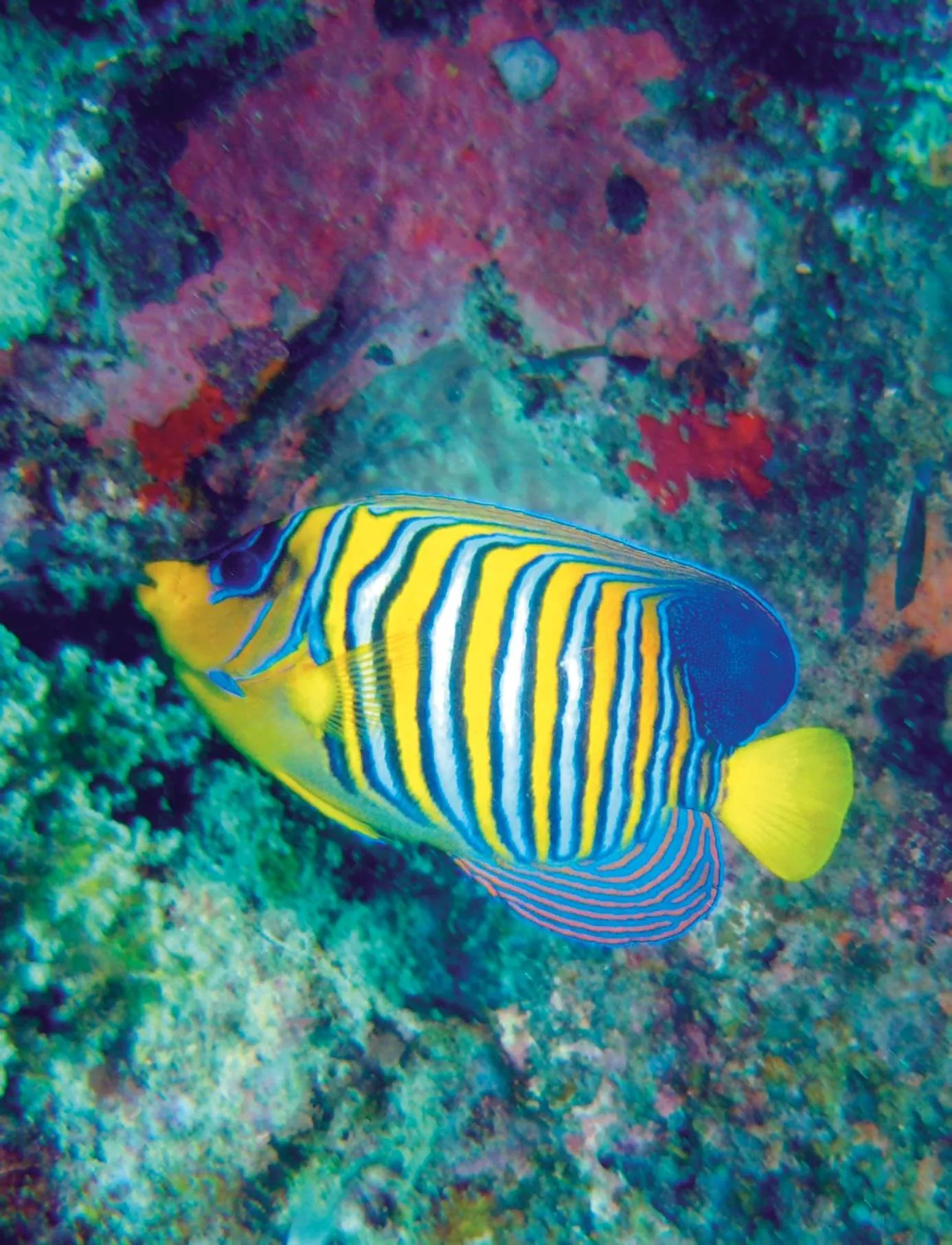 Animals in Constance Tsarabanjina - All Inclusive