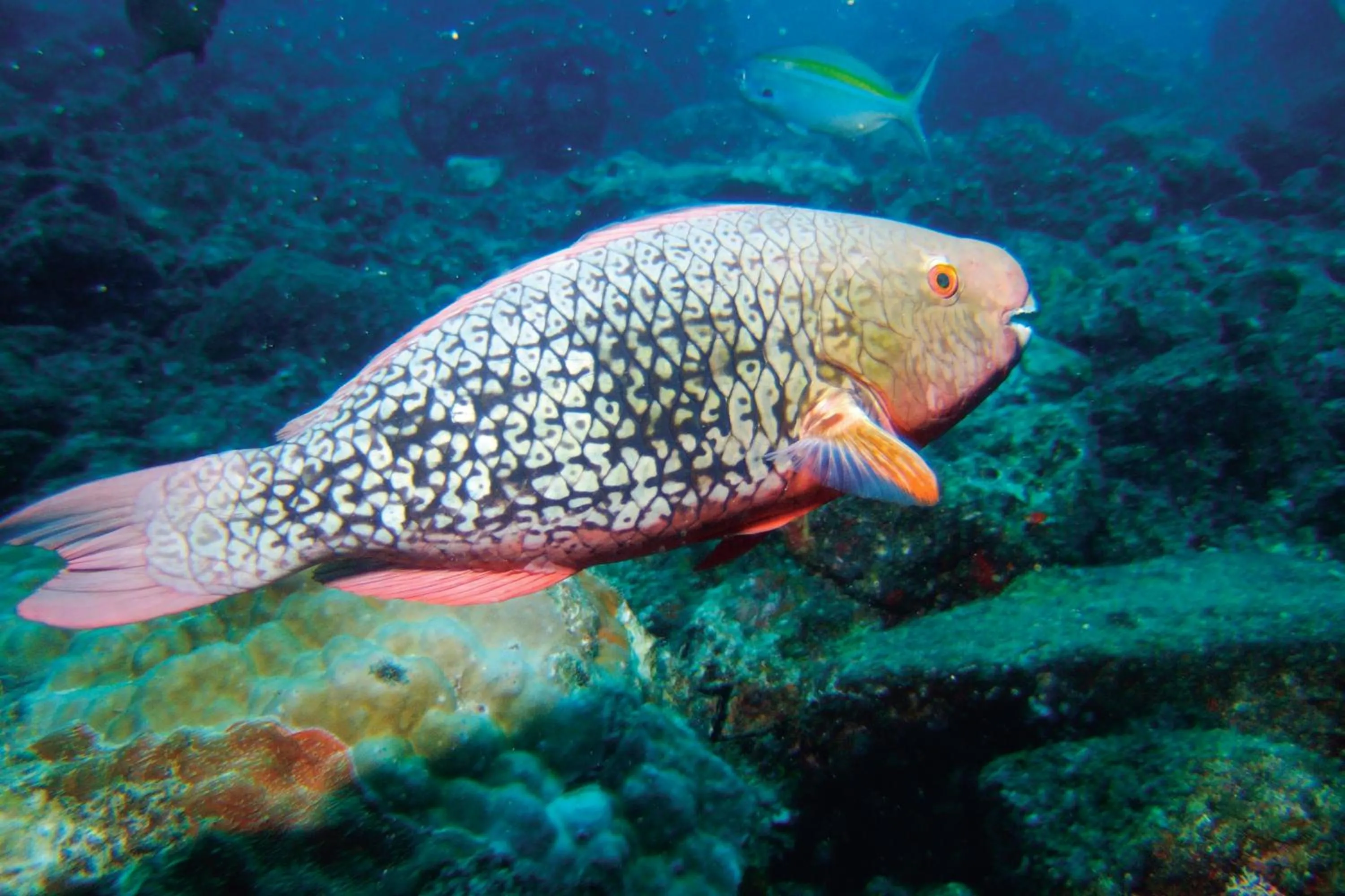 Animals in Constance Tsarabanjina - All Inclusive