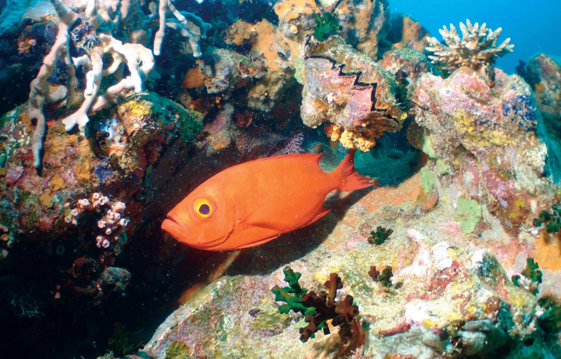 Animals in Constance Tsarabanjina - All Inclusive