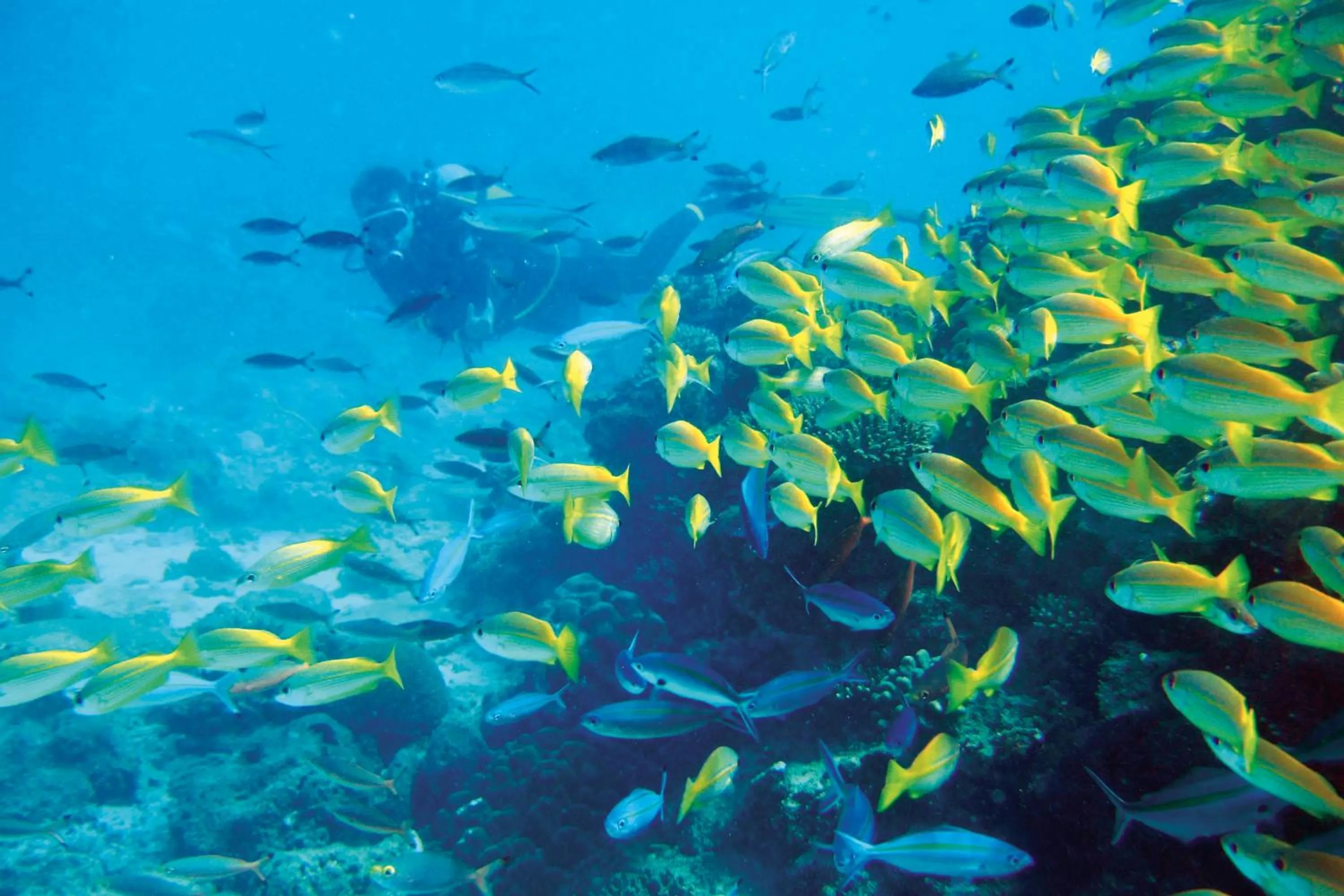 Snorkeling in Constance Tsarabanjina - All Inclusive