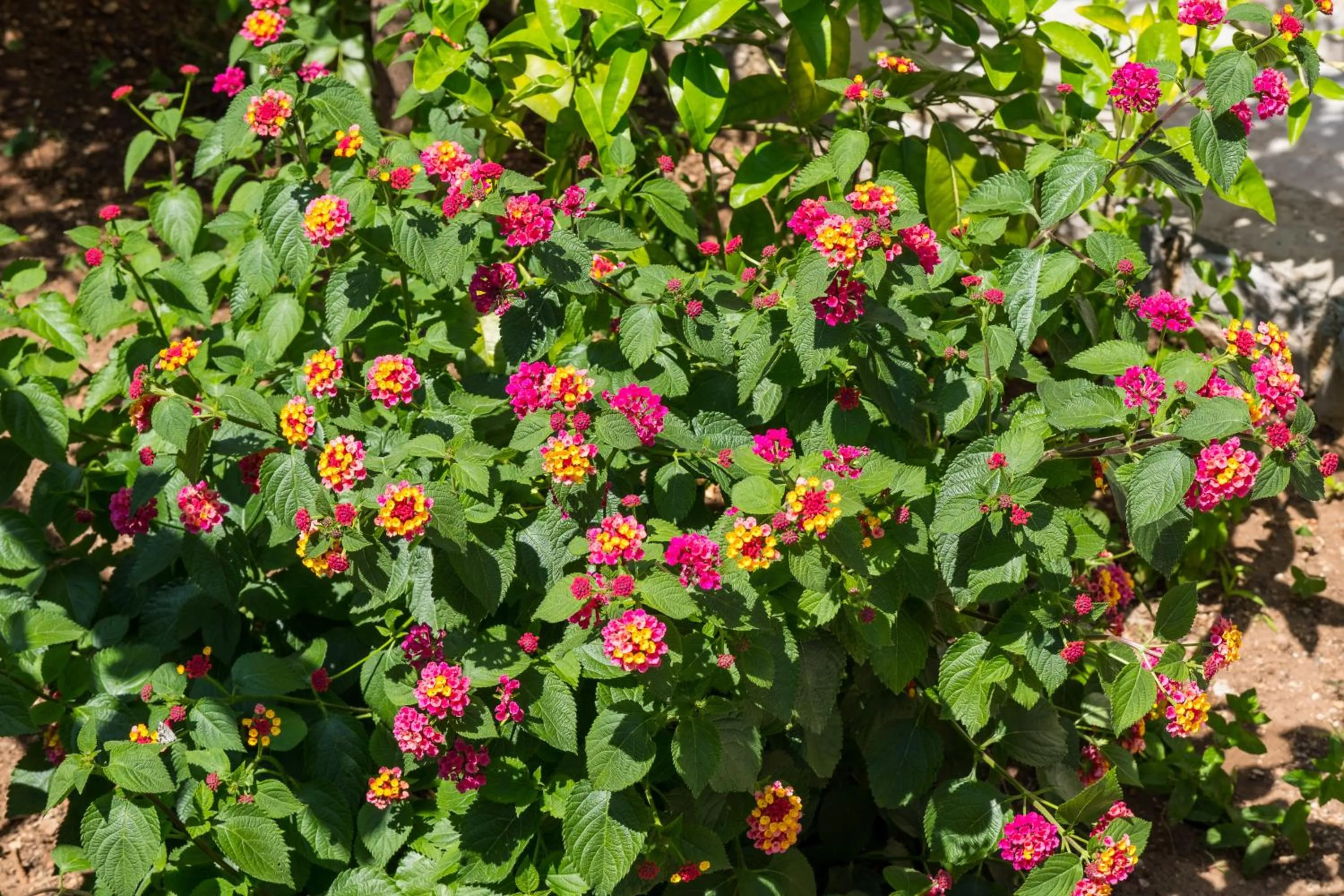 Natural landscape in Apartments Anci