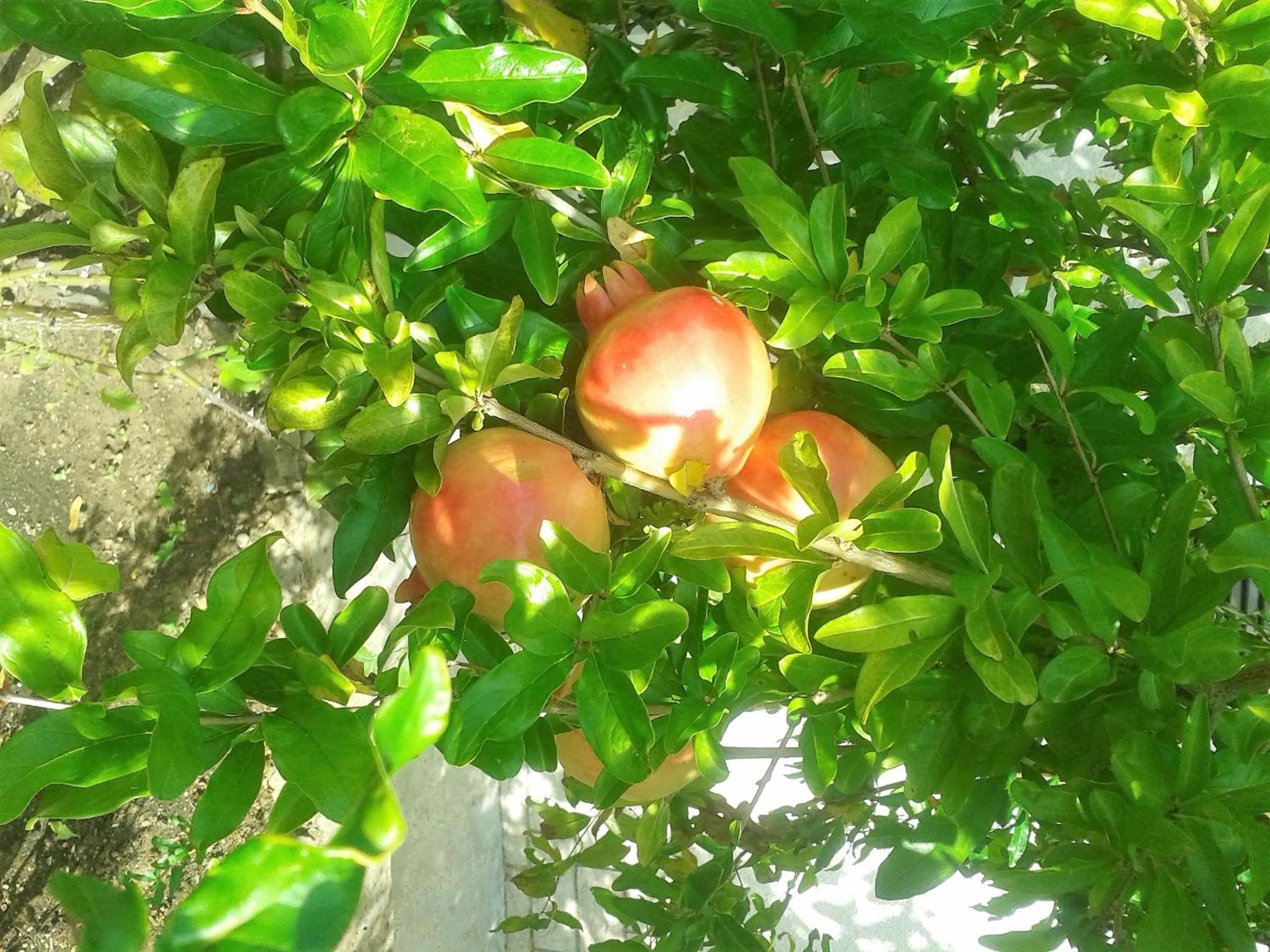 Garden view in Apartments Anci