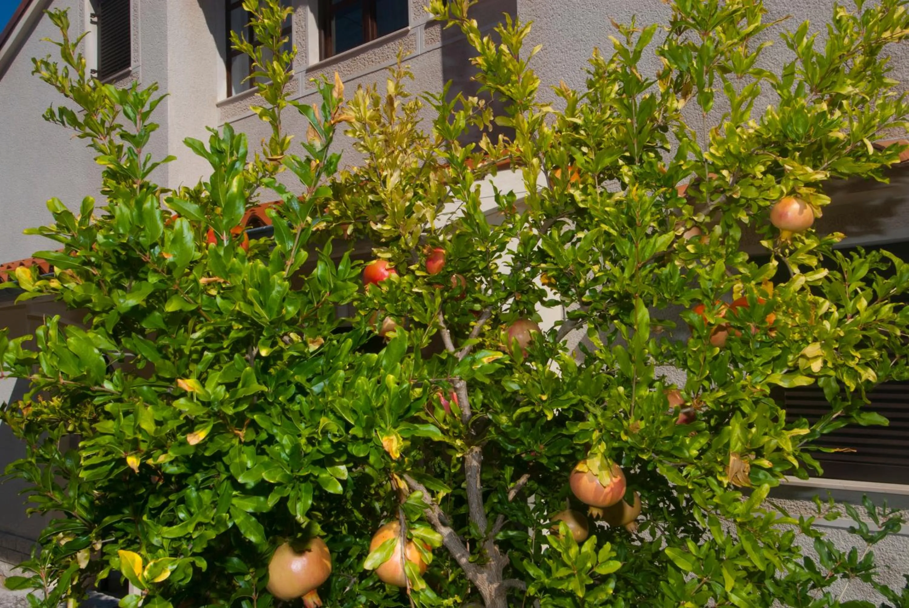 Garden view in Apartments Anci