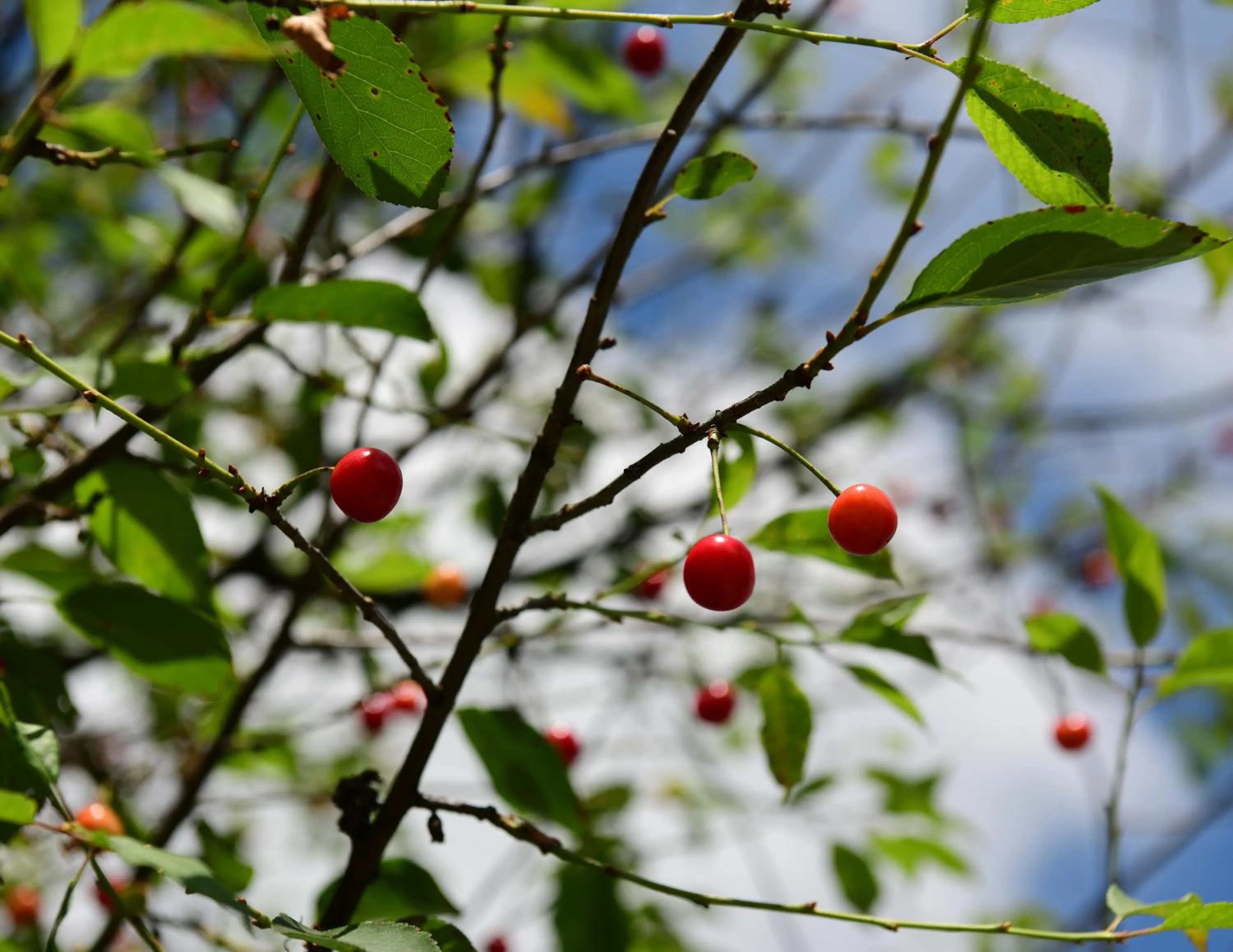 Natural landscape in Apartments Marija