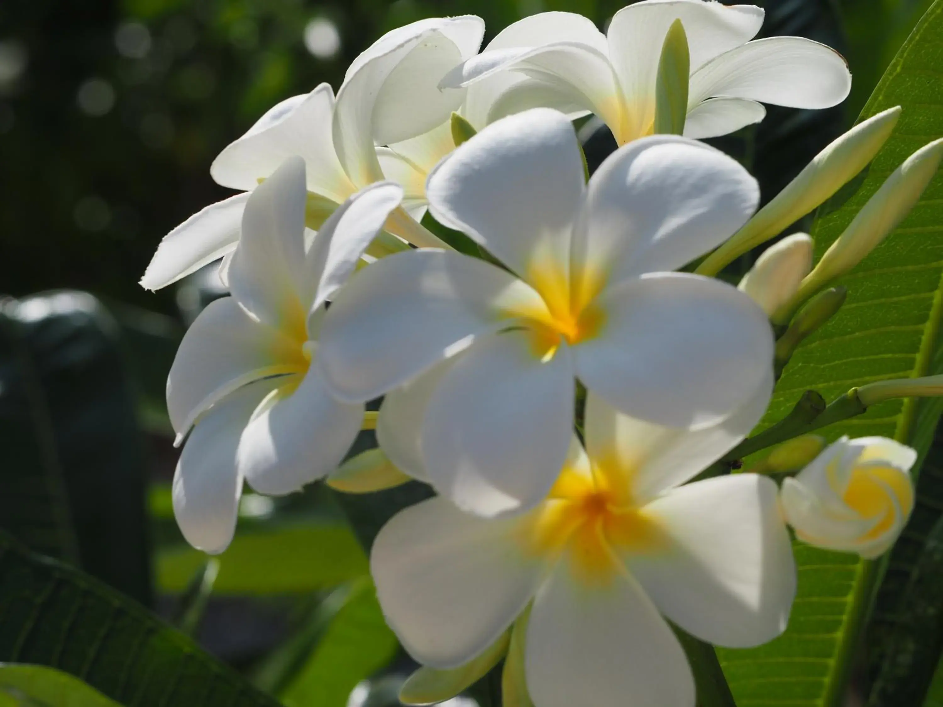 Garden view in Tikitam Palms Boutique Hotel Garden view in Tikitam Palms Boutique Hotel