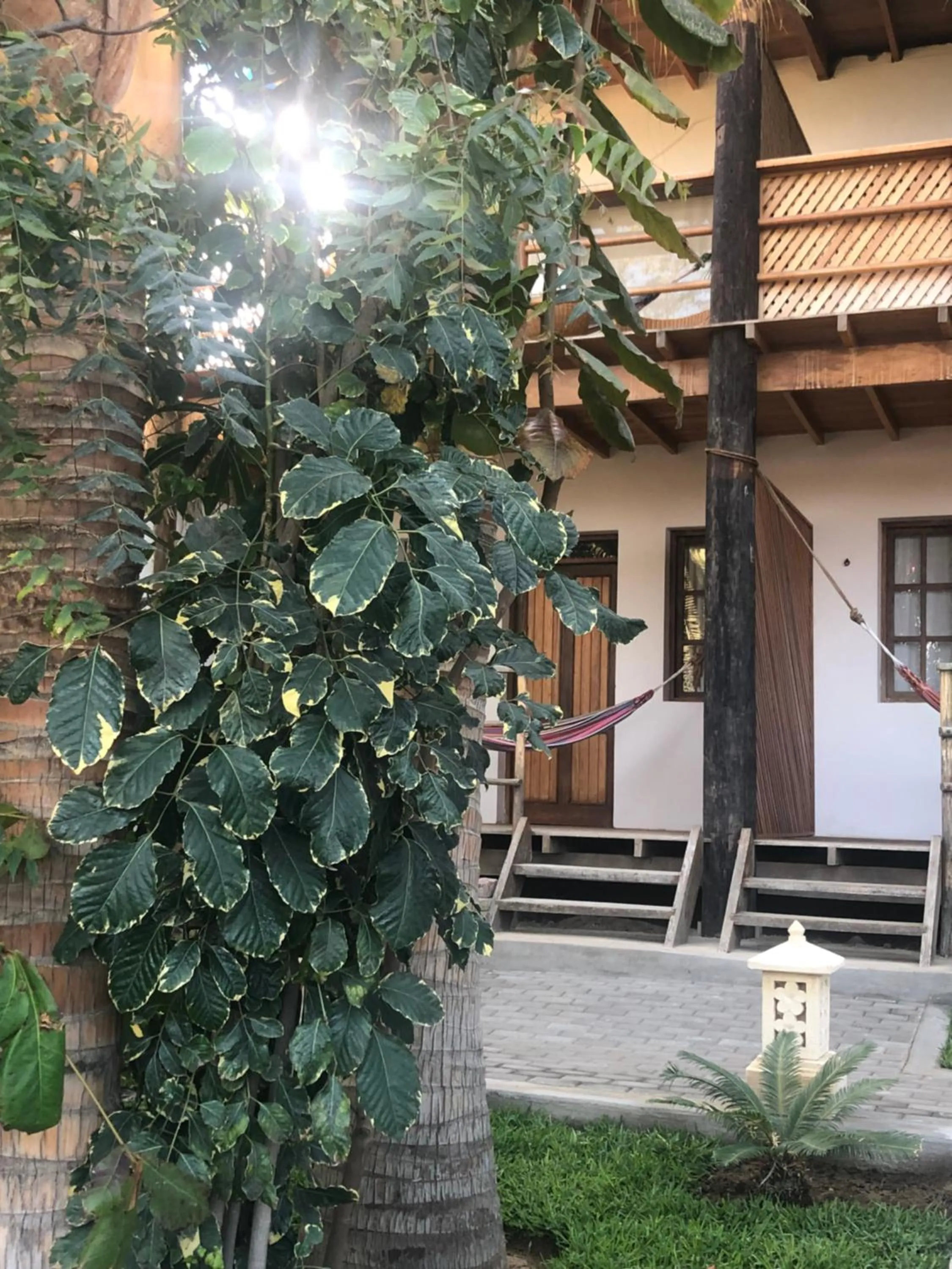 Garden in Los Cocos de Vichayito