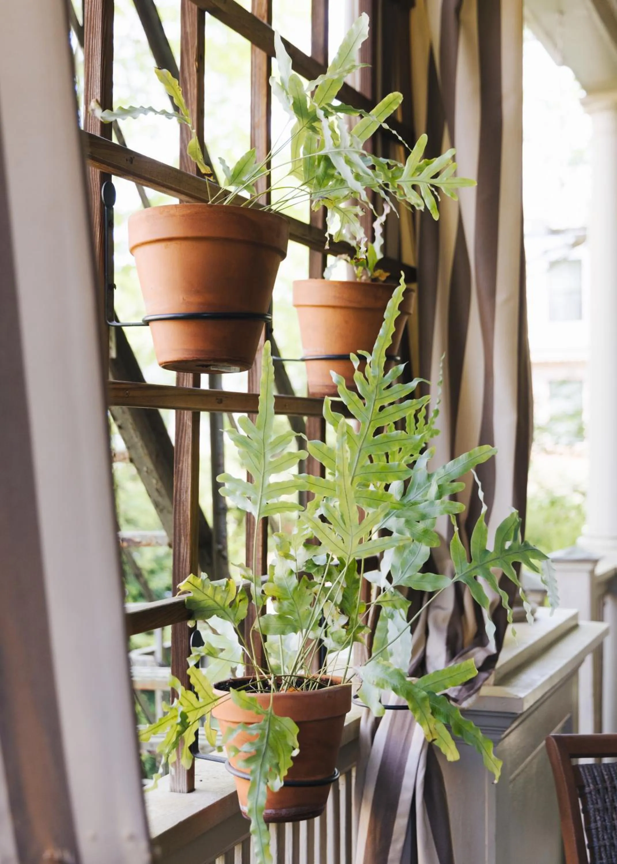 Balcony/Terrace in Princess Anne Boutique Hotel
