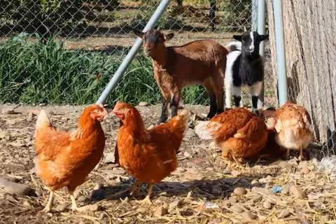 Horse-riding in Casa Rural Ecuestre