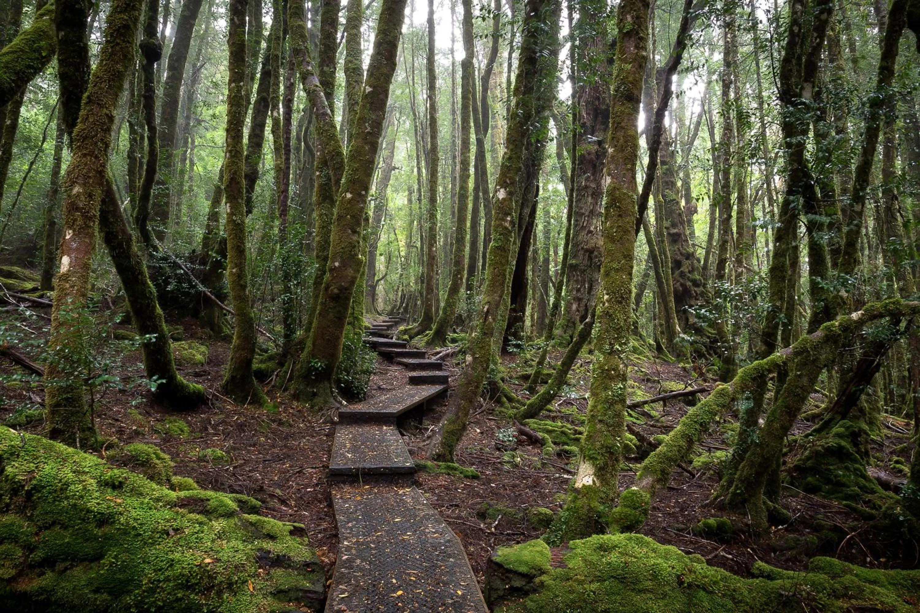 Natural landscape in Peppers Cradle Mountain Lodge