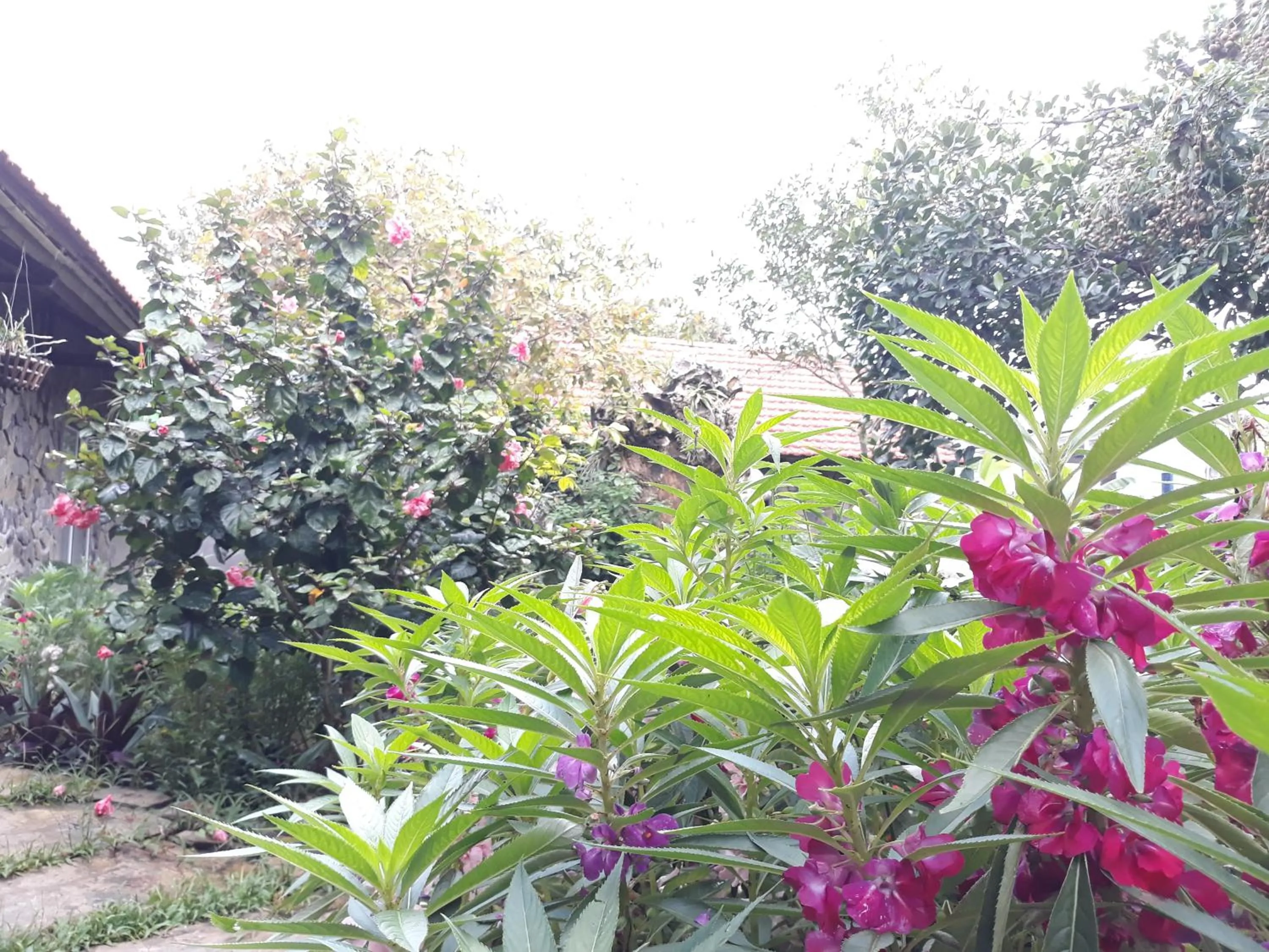 Mr. Viet home stay