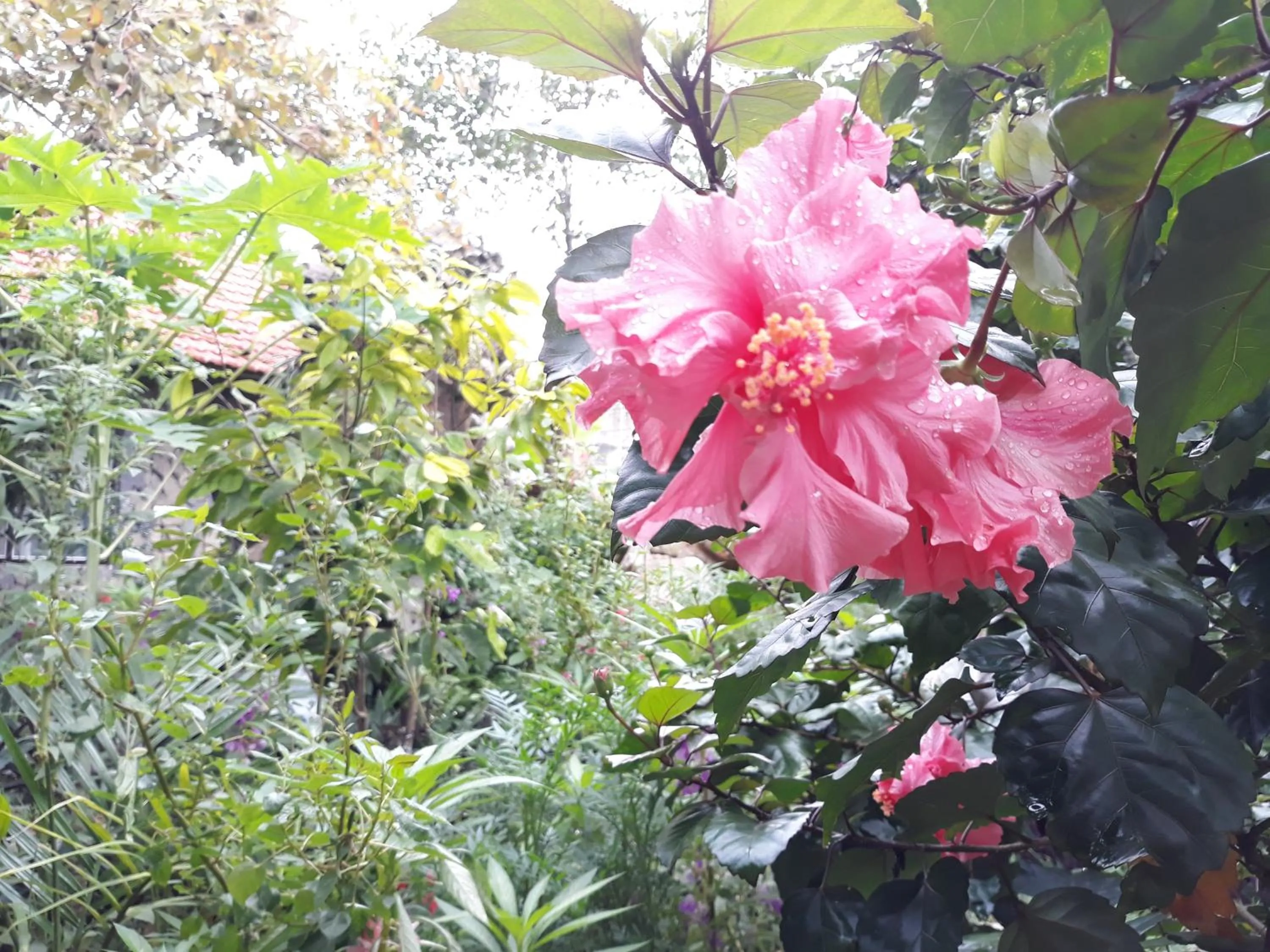 Mr. Viet home stay