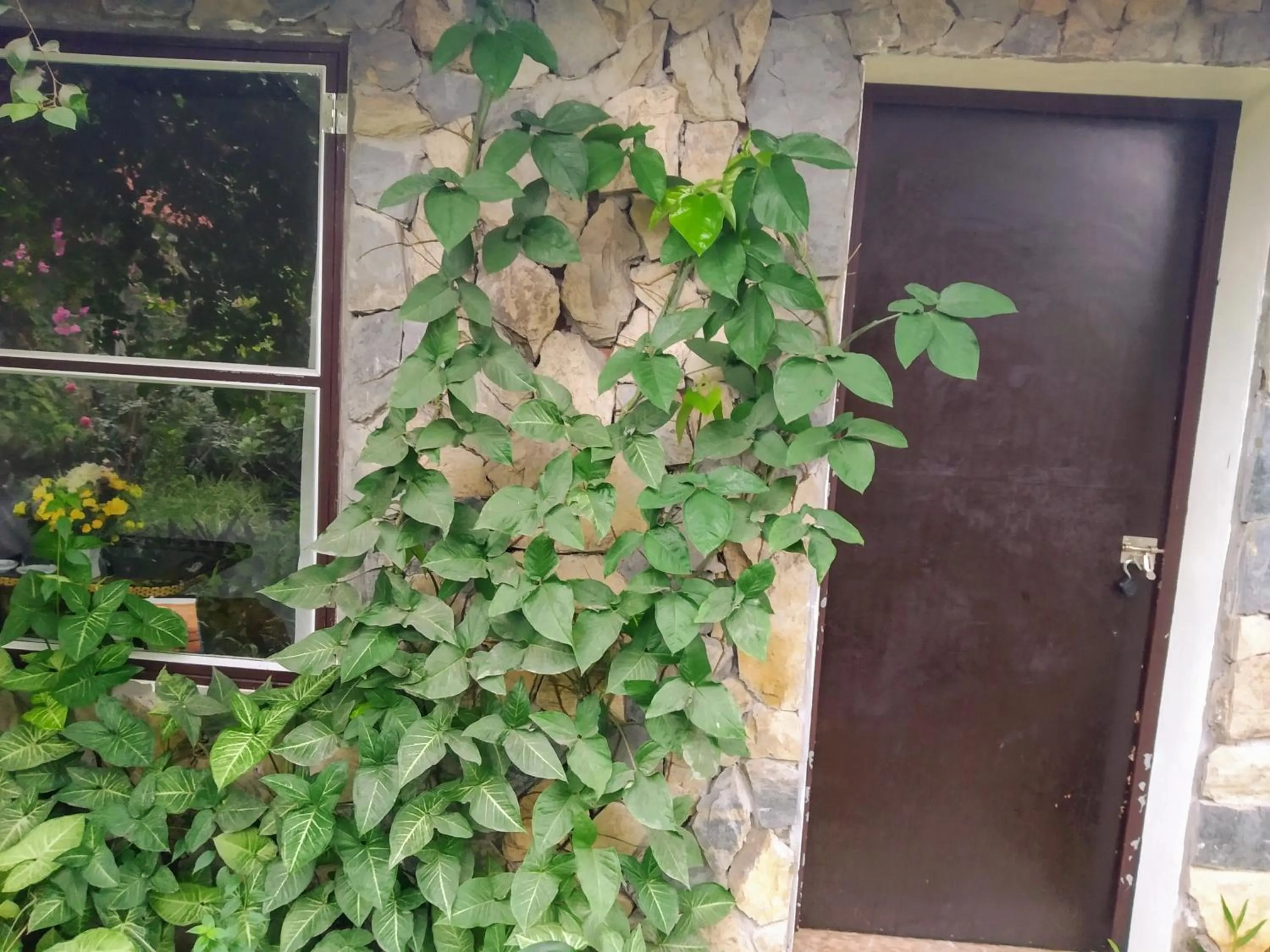 Mr. Viet home stay