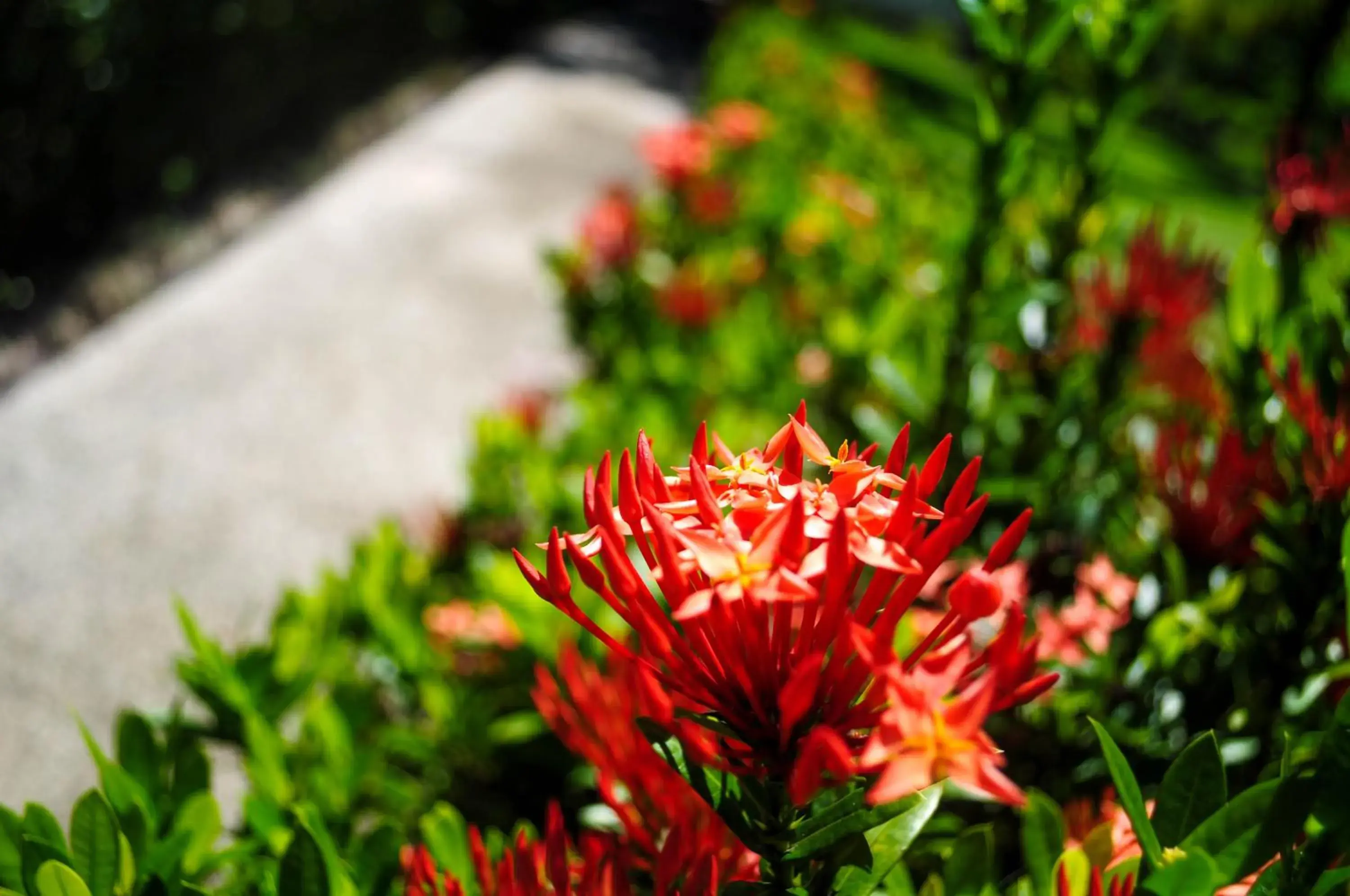 Garden view in Pai Iyara Resort Garden view in Pai Iyara Resort