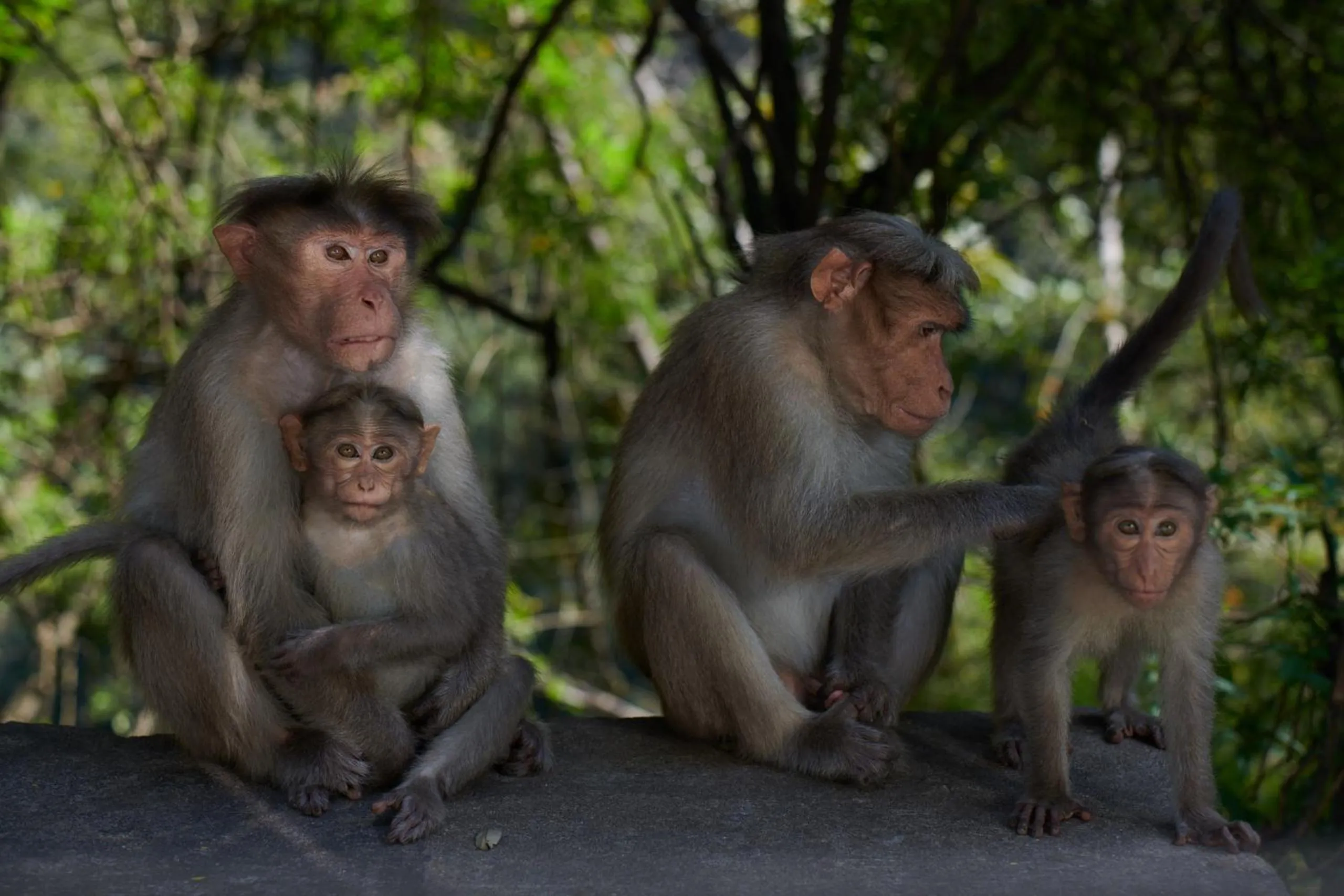 Off site in Cardamom County by Xandari