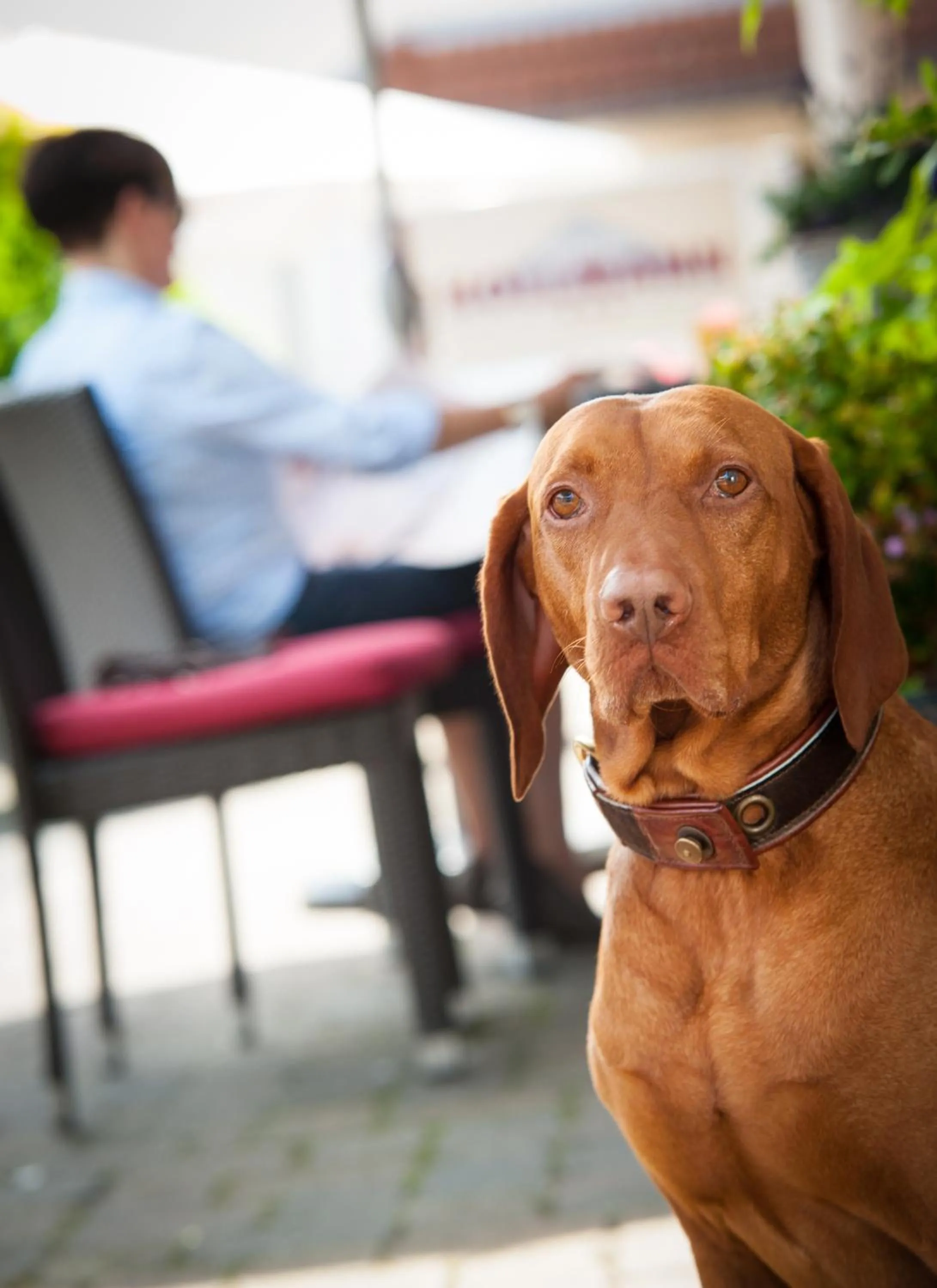 Animals in Hotel Hollmann