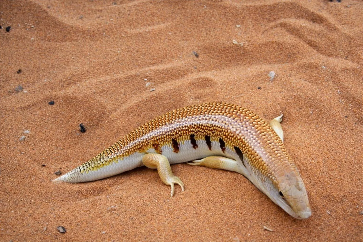 Natural landscape in La Vallée des Dunes - Auberge, randonnées et circuits