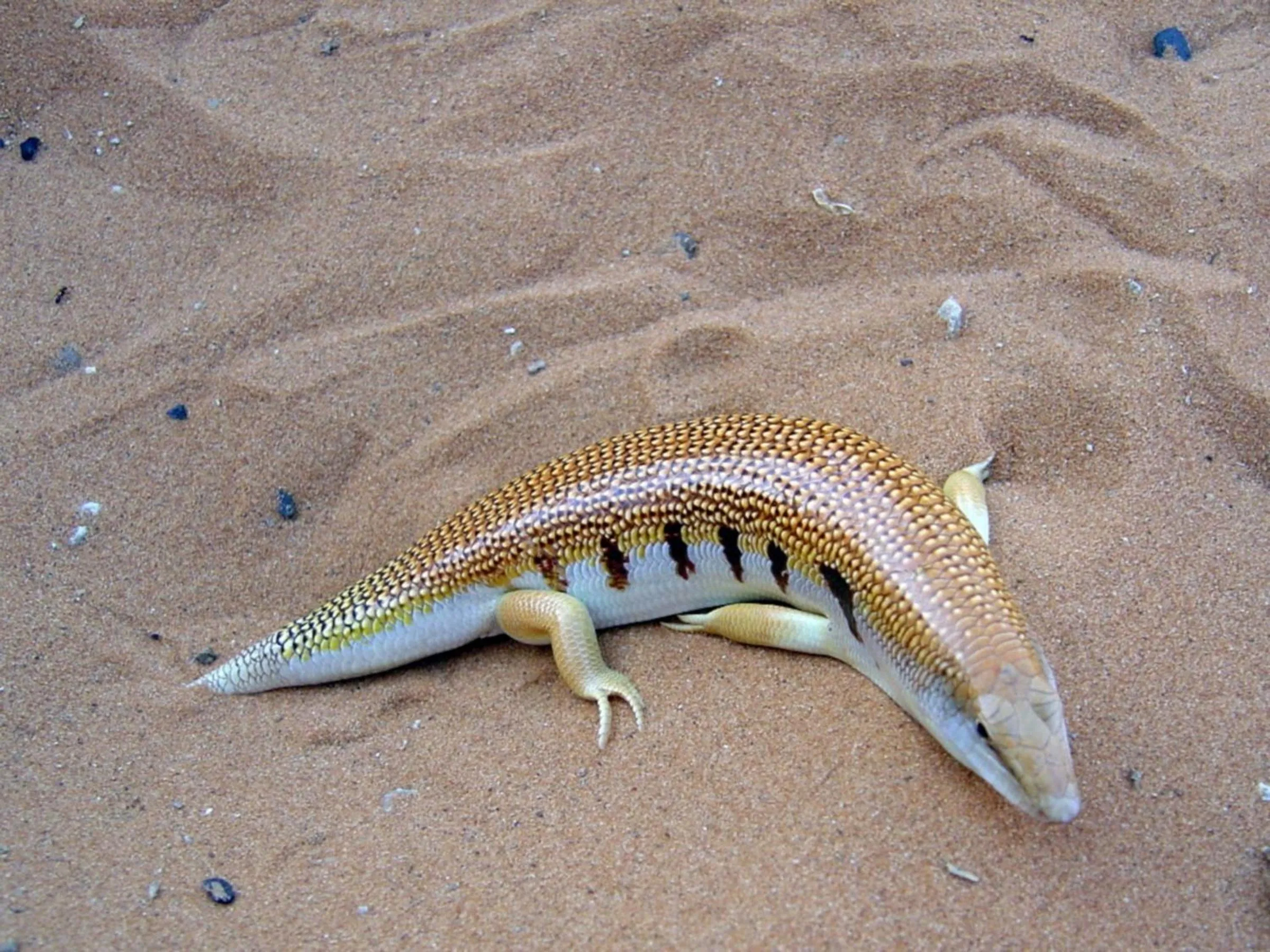 Animals in La Vallée des Dunes - Auberge, randonnées et circuits