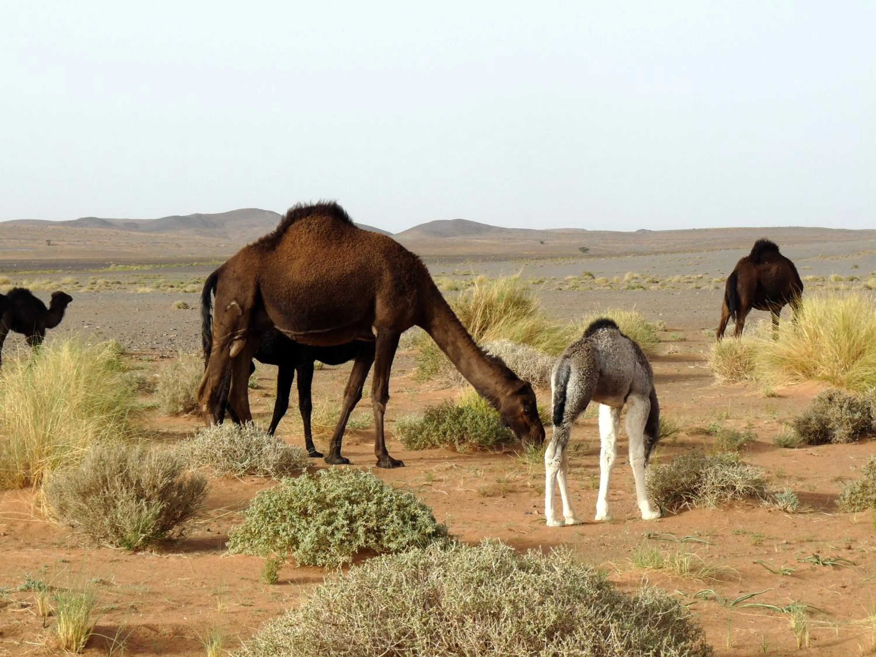 Animals in La Vallée des Dunes - Auberge, randonnées et circuits