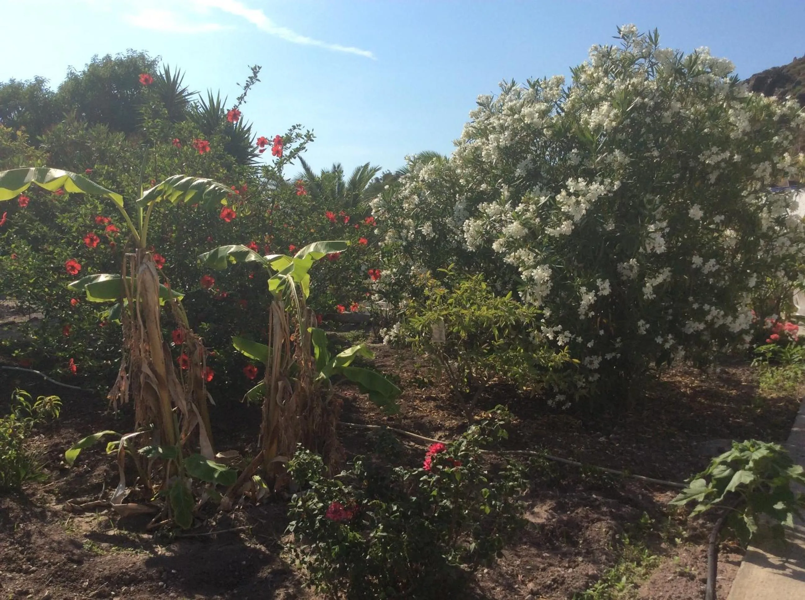Garden in Nicolas Studios