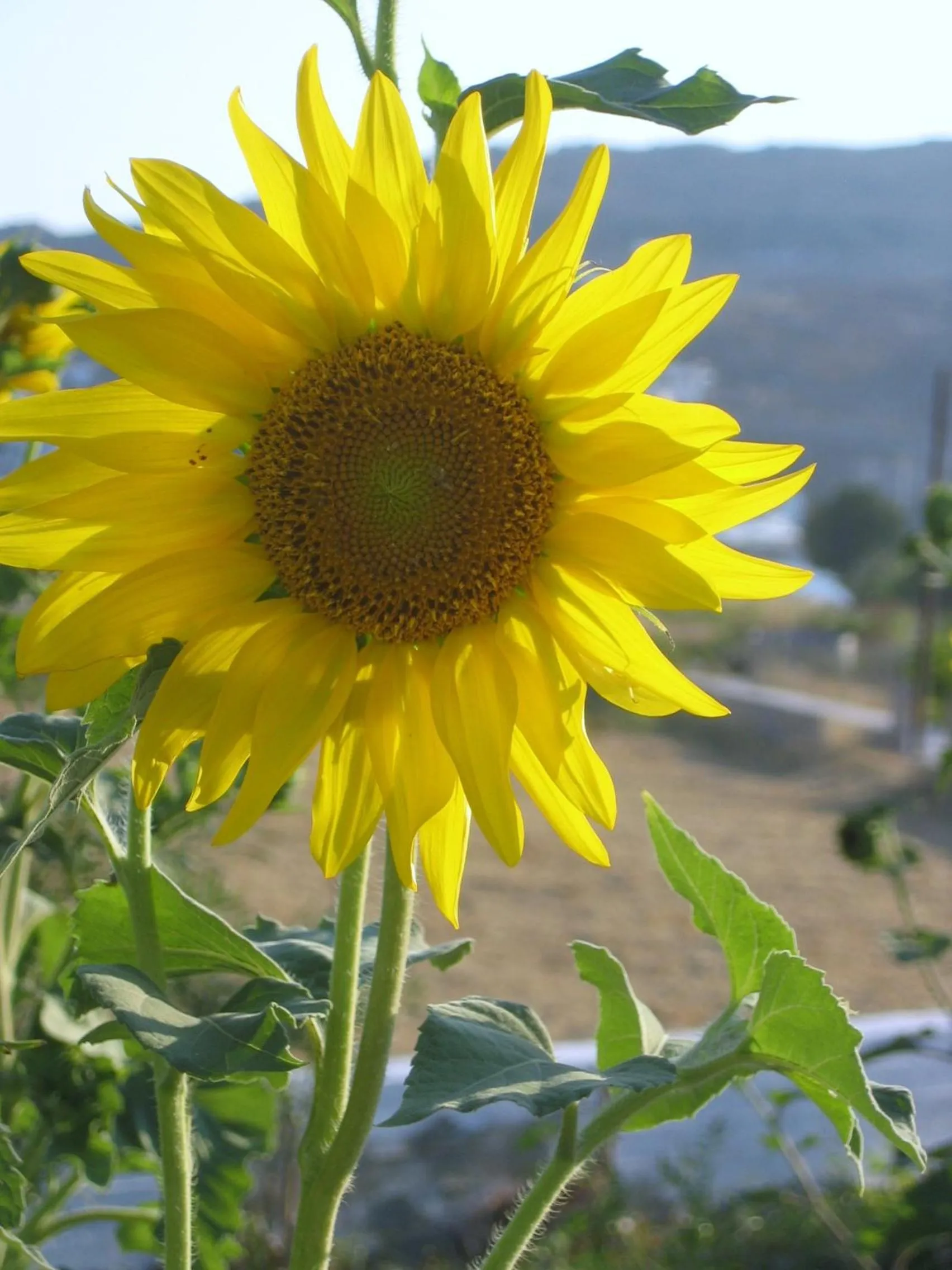 Other in Nicolas Studios