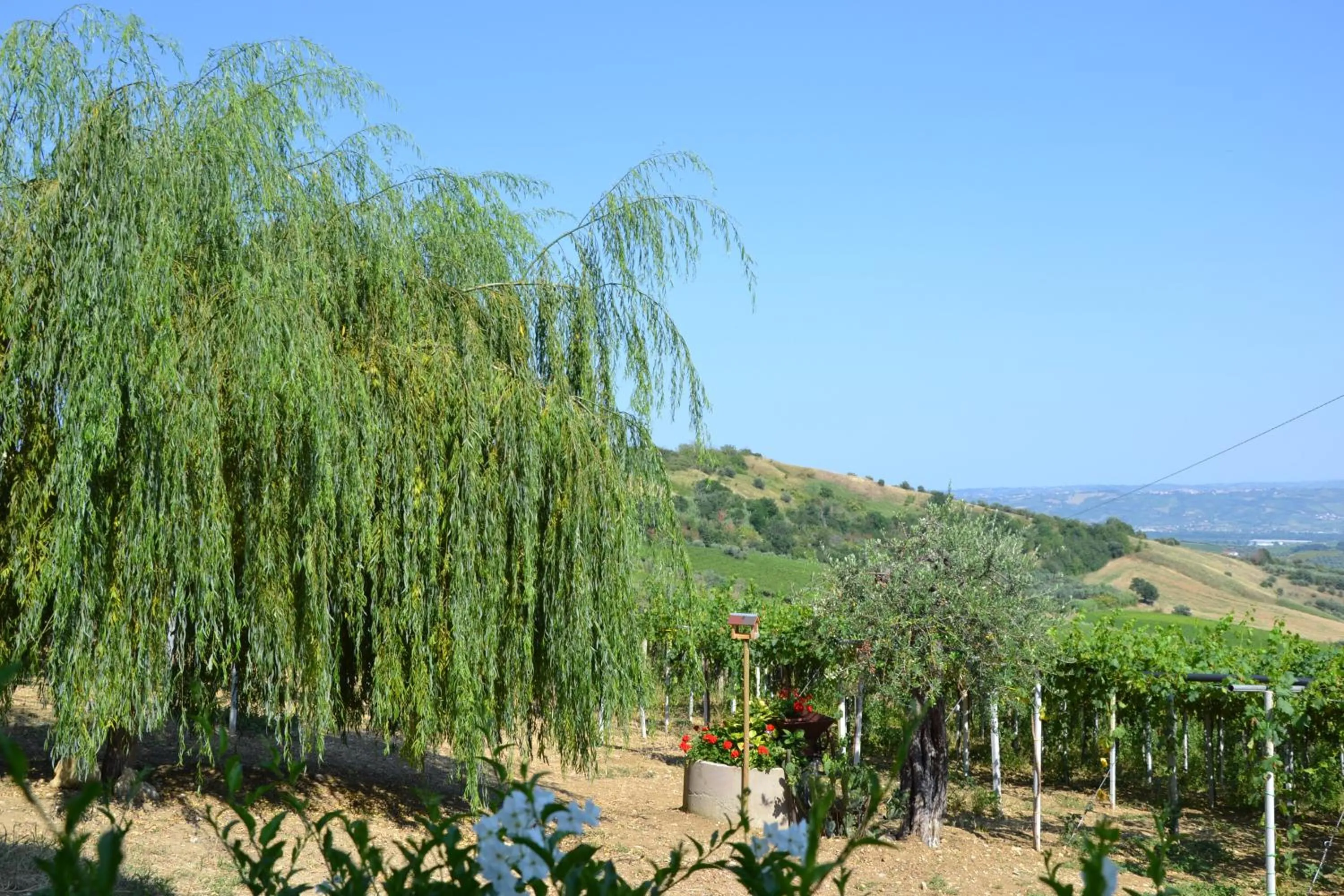 Garden view in B&B Cherry Season