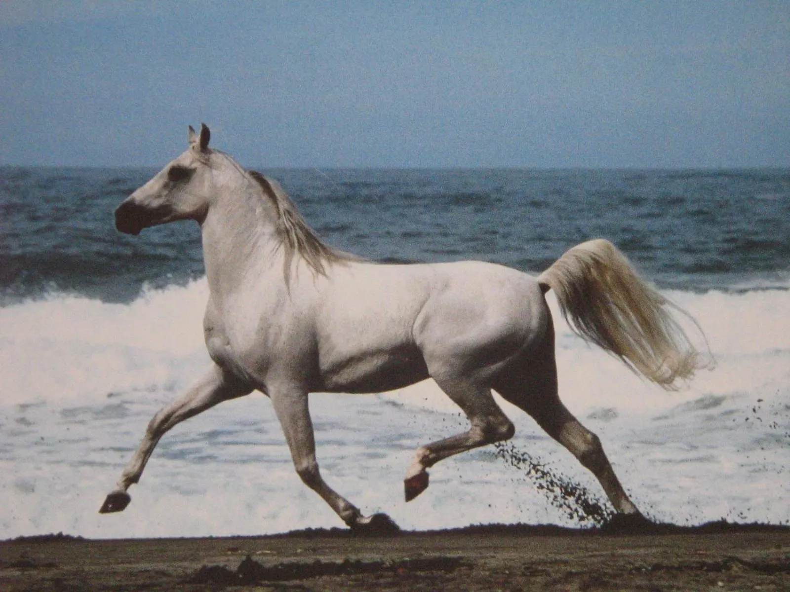 Horse-riding in Hotel Blian