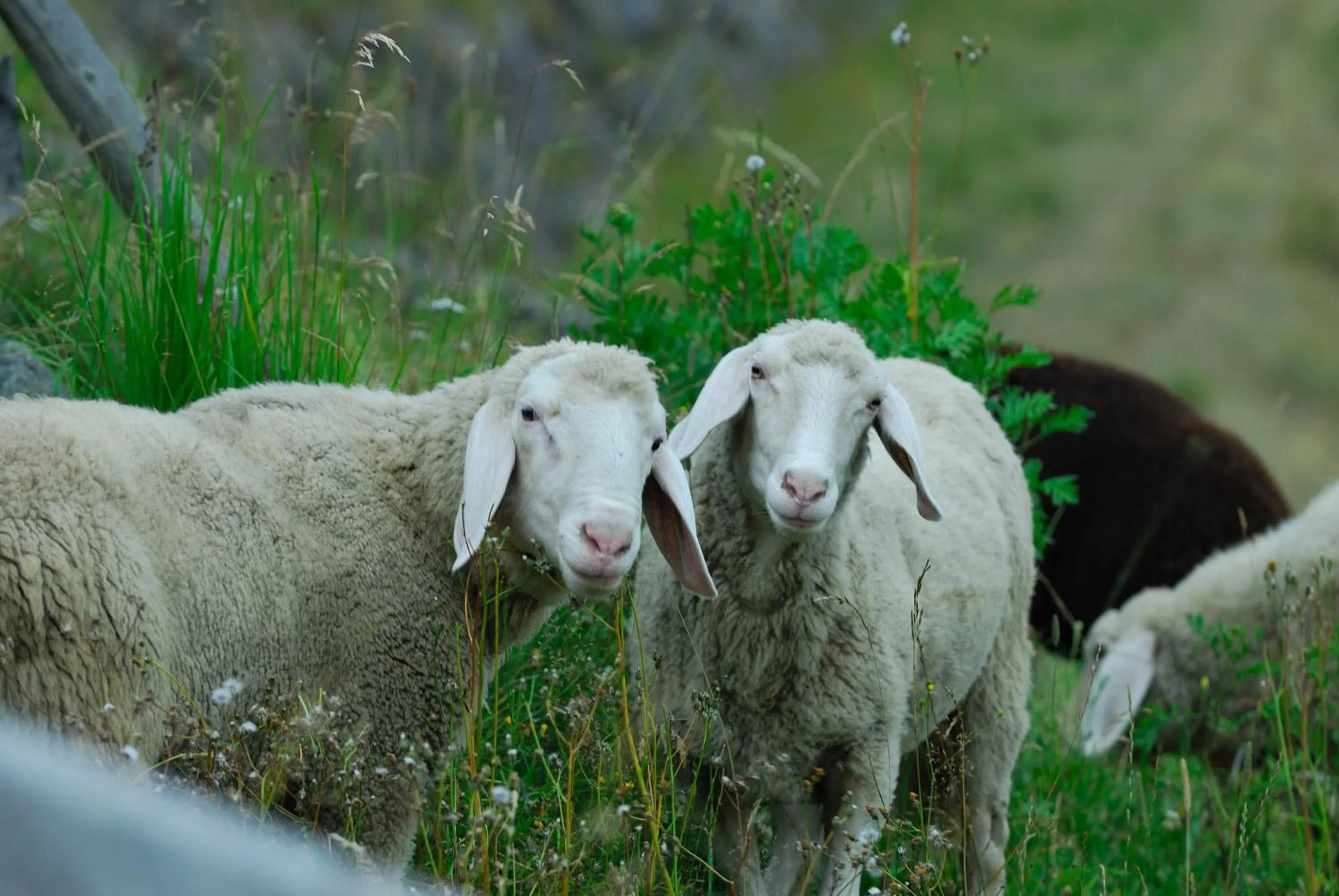 Animals in Aparthotel Ederhof
