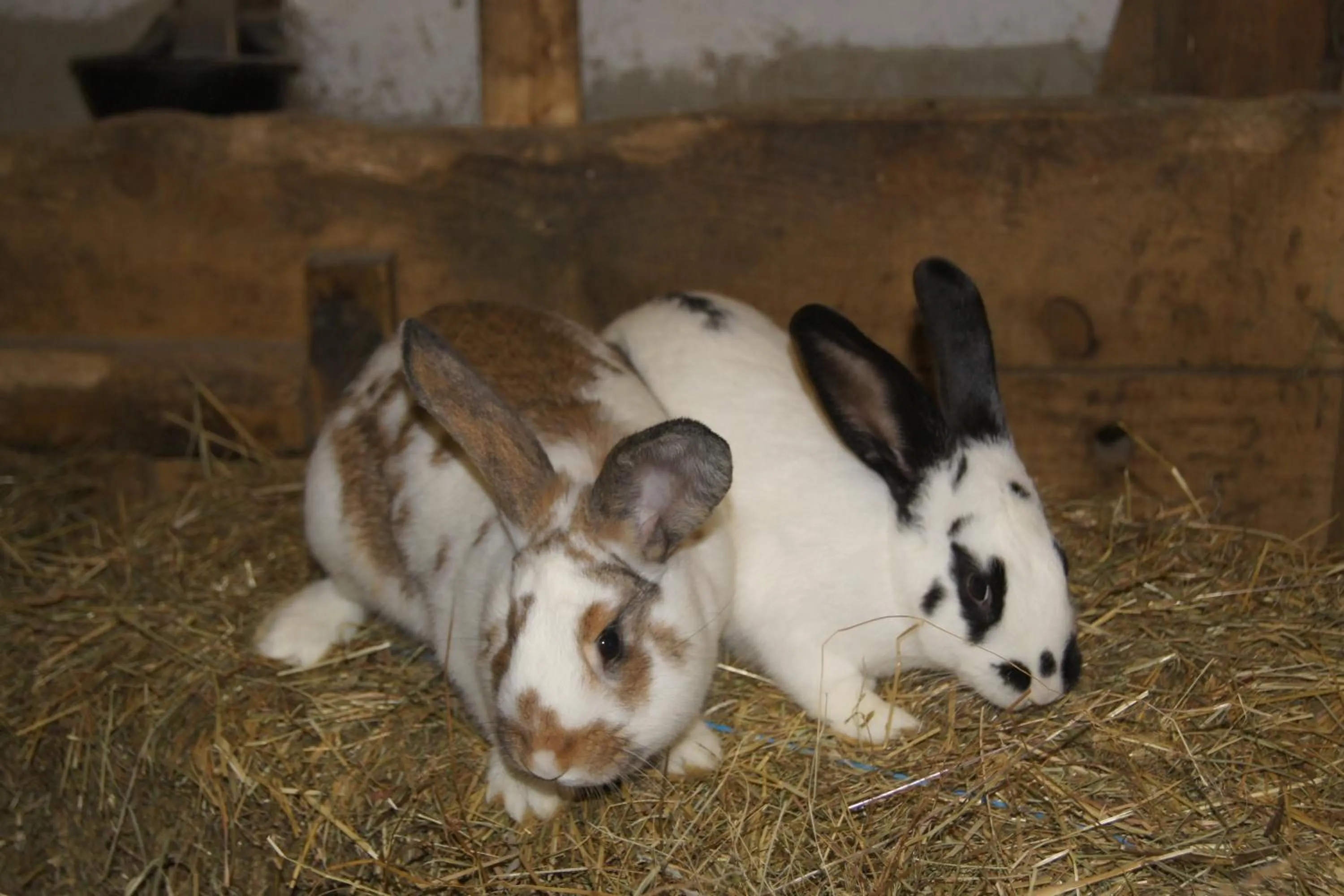 Animals in Aparthotel Ederhof