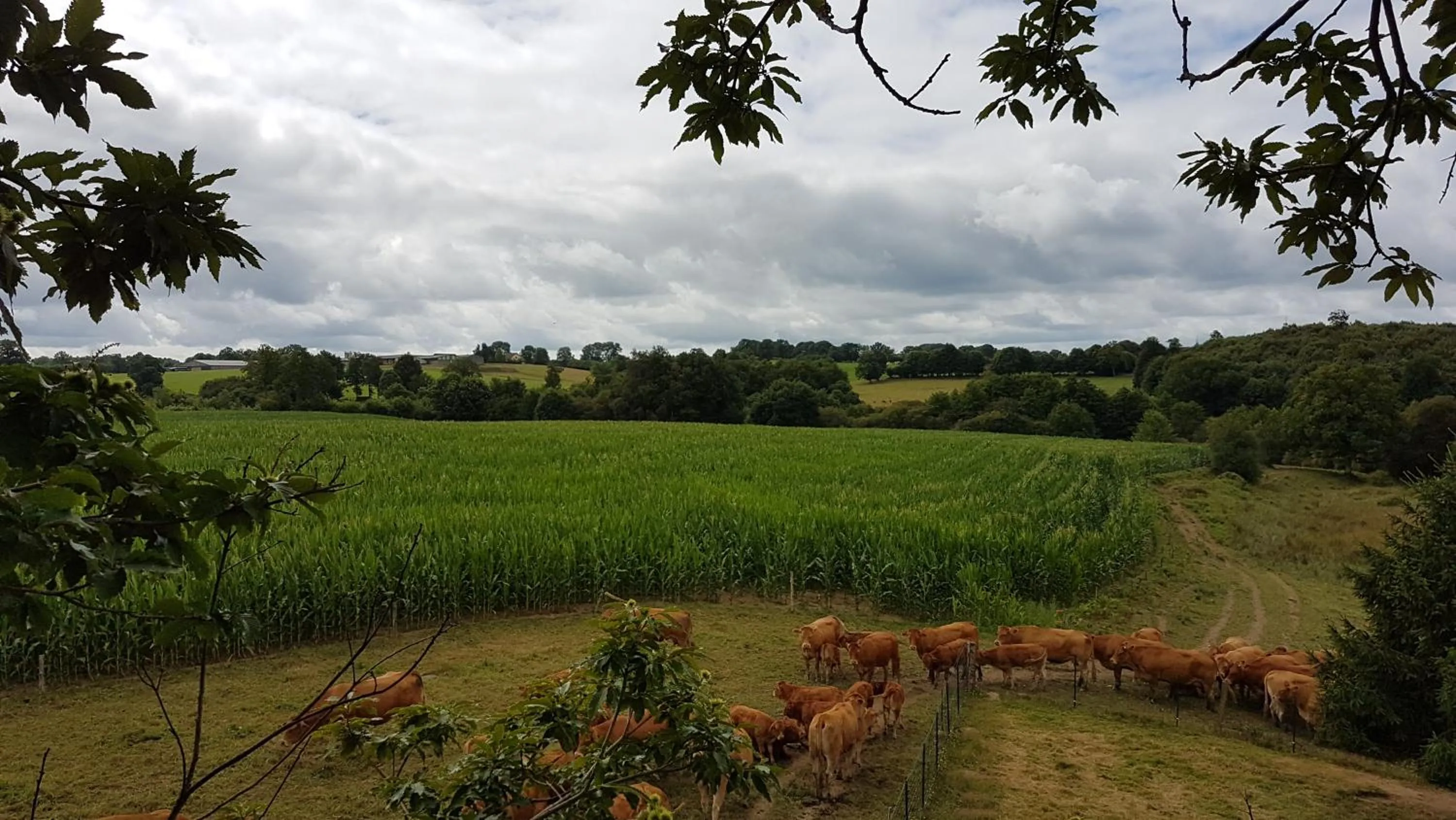 Property building in La THIBAUDIERE Tilleul